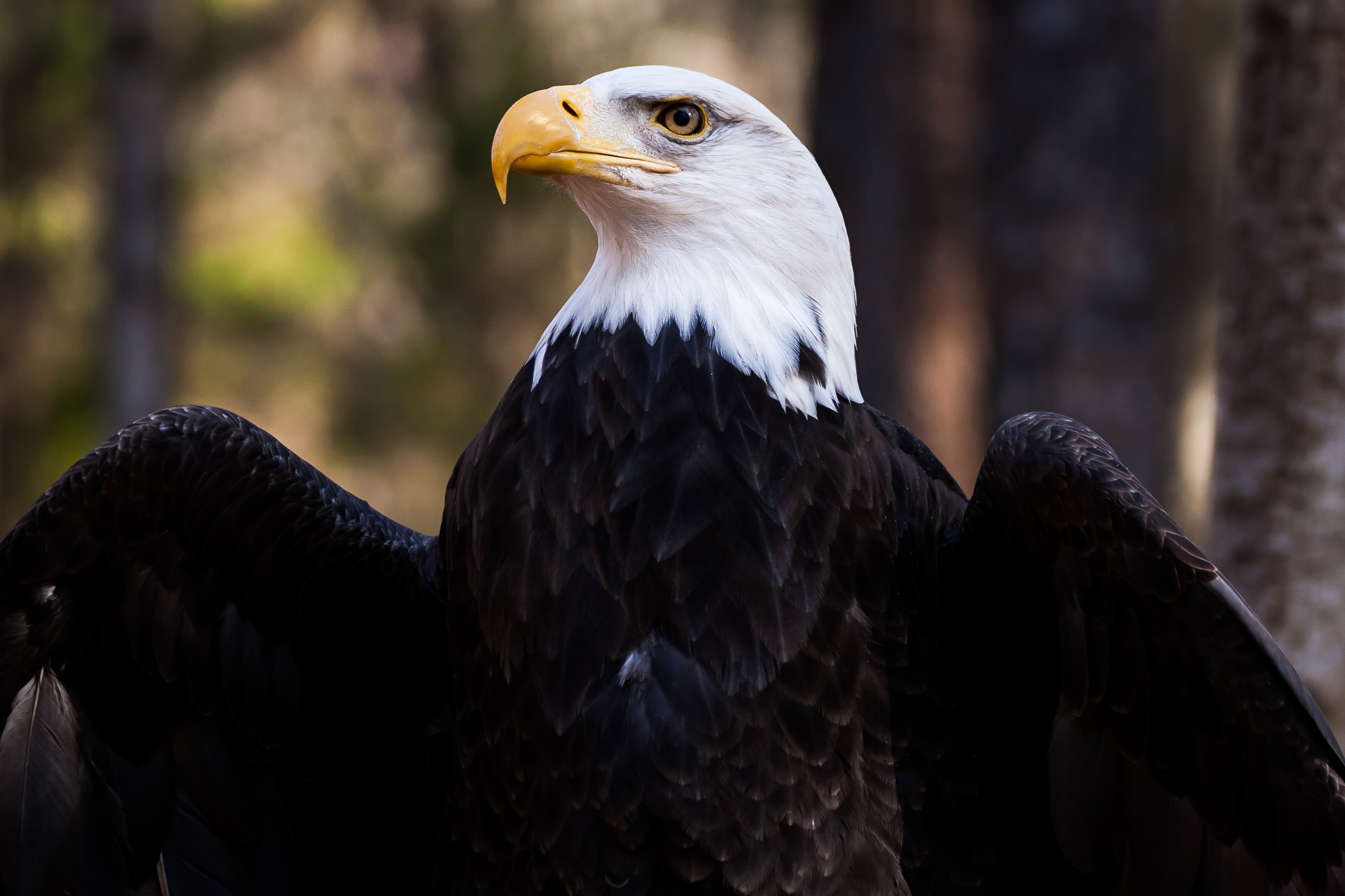 62047 download wallpaper beak, animals, feather, bird, predator, eagle, bald eagle, white-headed eagle screensavers and pictures for free