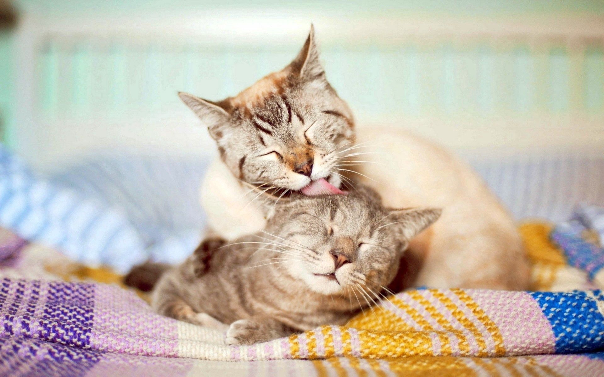 cats, tenderness, animals, couple, pair, care