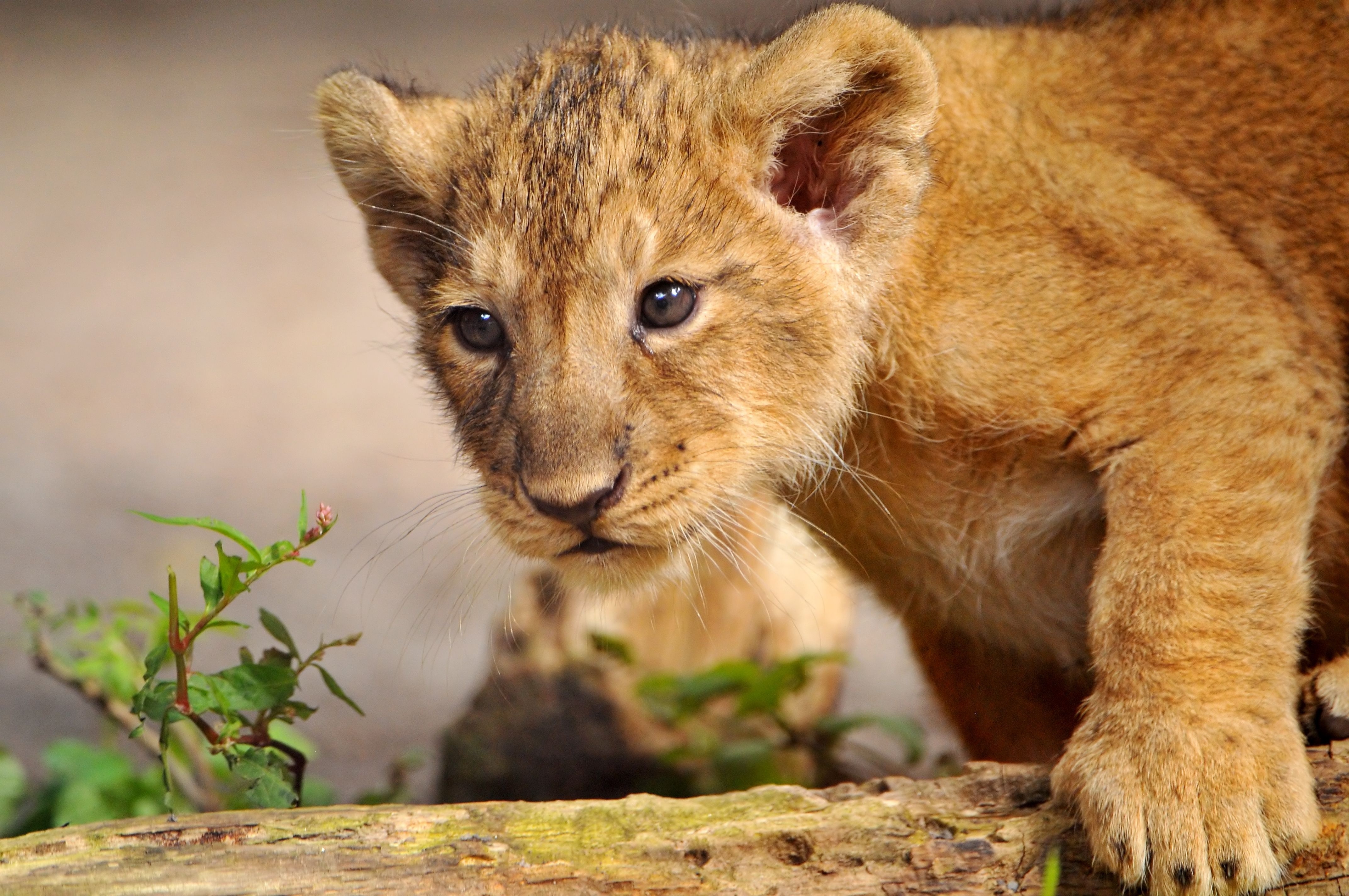 predator, animals, young, lion, joey, curiosity, lion cub, step phone background