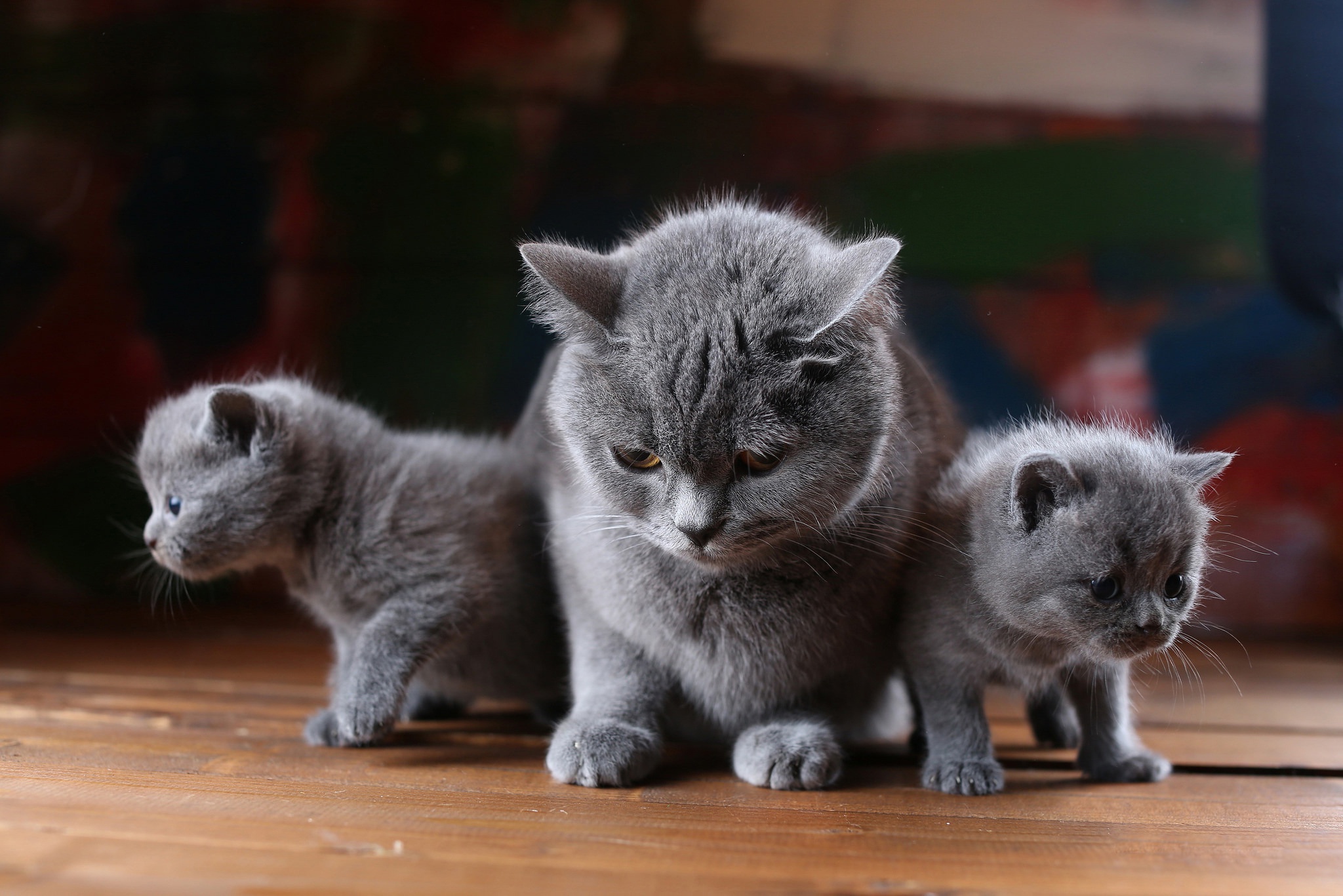 Котика можно. Котята британцы. Британская кошка котенок. Британские котята с мамой. Три британских котенка.