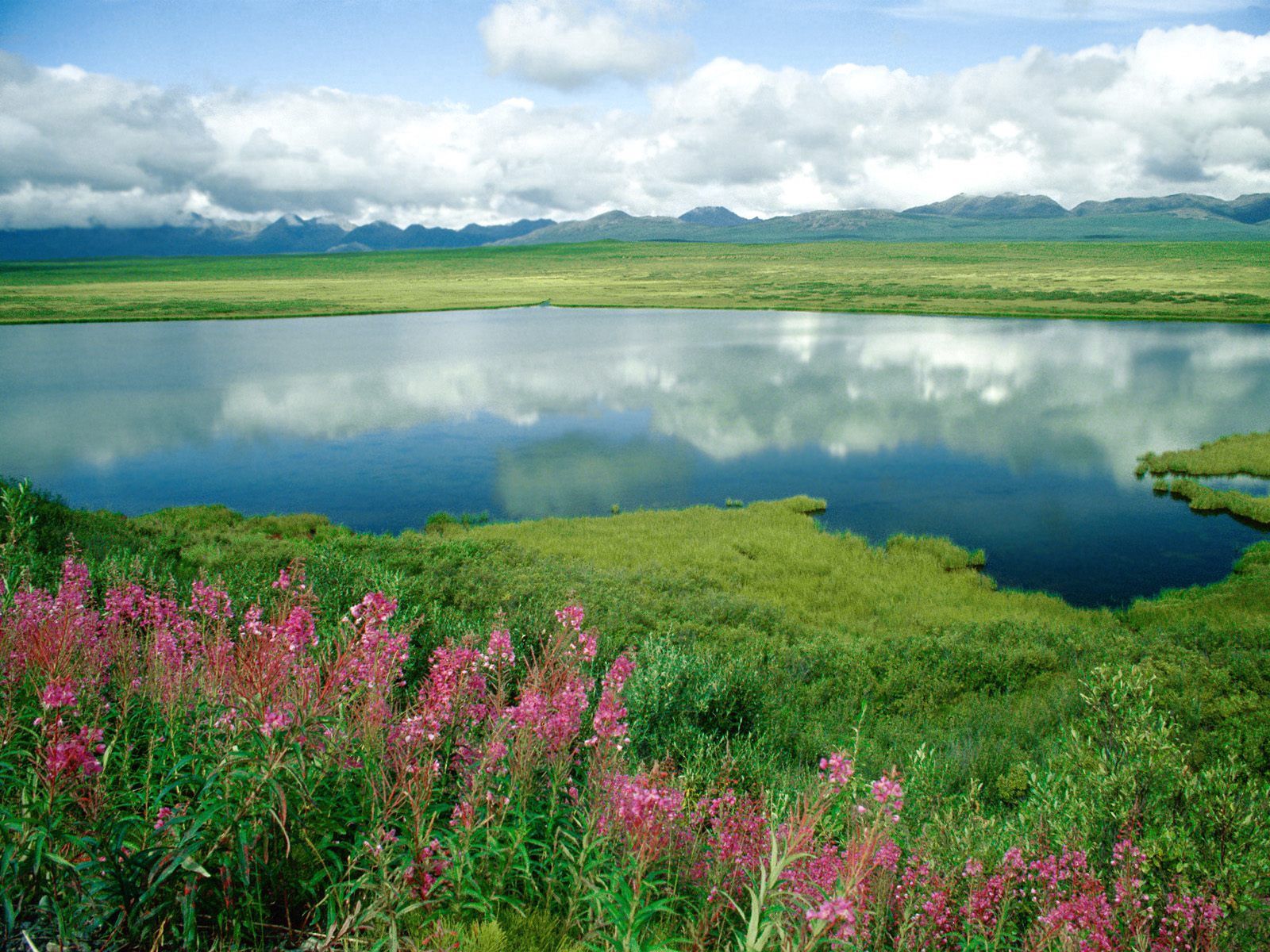 Handy-Wallpaper Natur, Blumen, Grass, Mountains, See, Ufer, Grüne, Grünen, Die Ufer, Alaska kostenlos herunterladen.