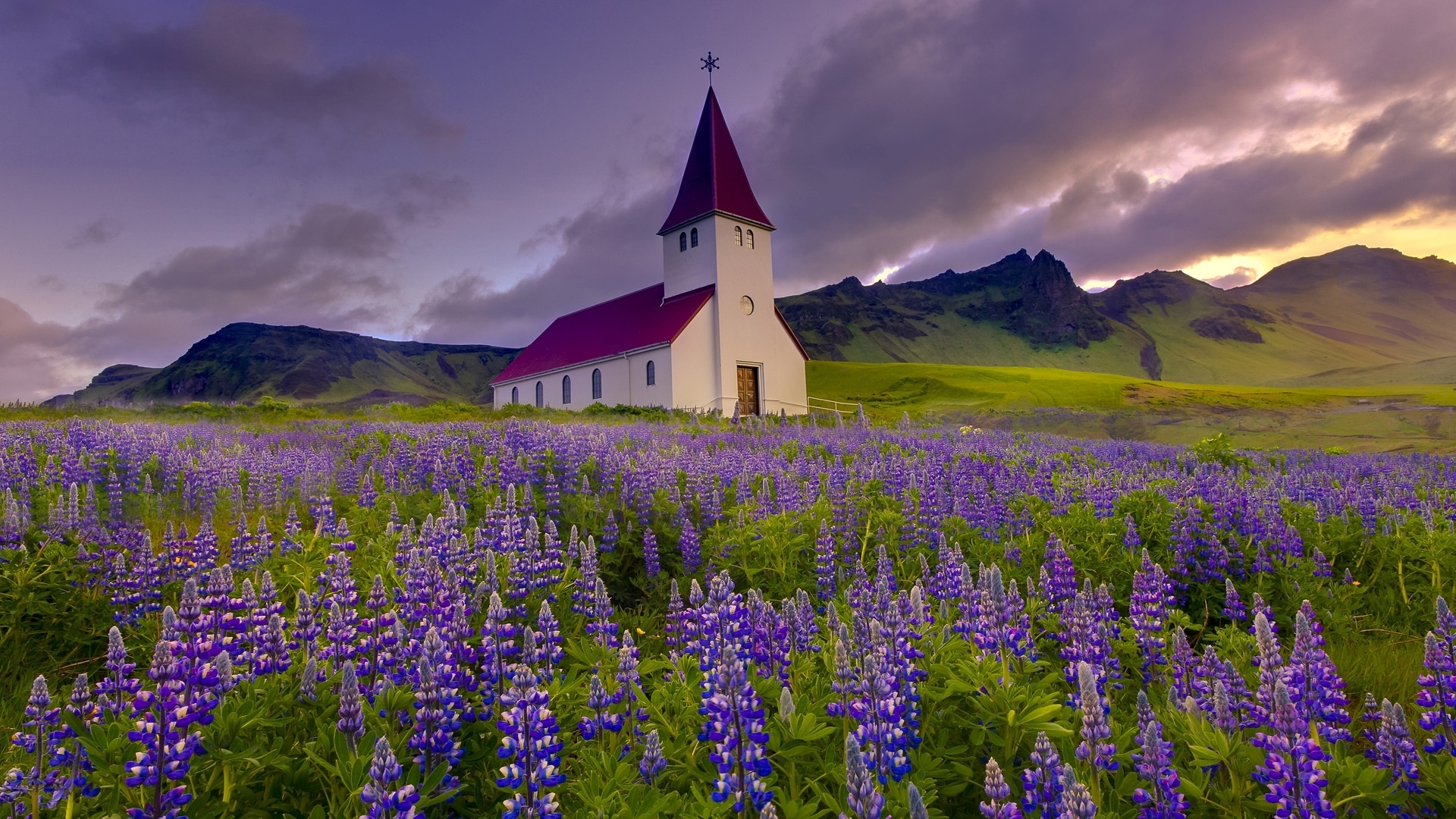 Исландия поля люпинов