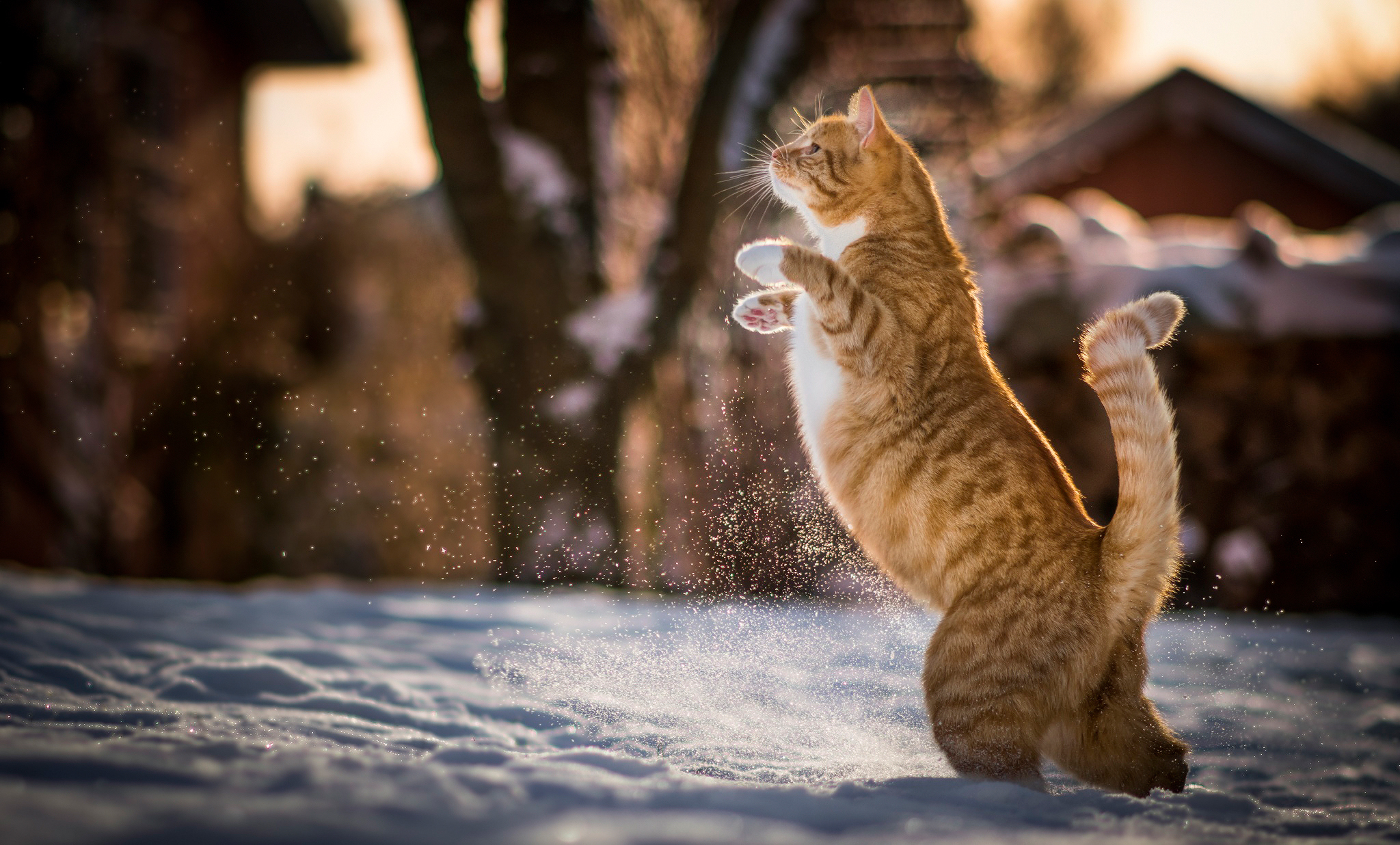 animals, red, cat, redhead, playful, on hind legs, on the hind legs phone wallpaper