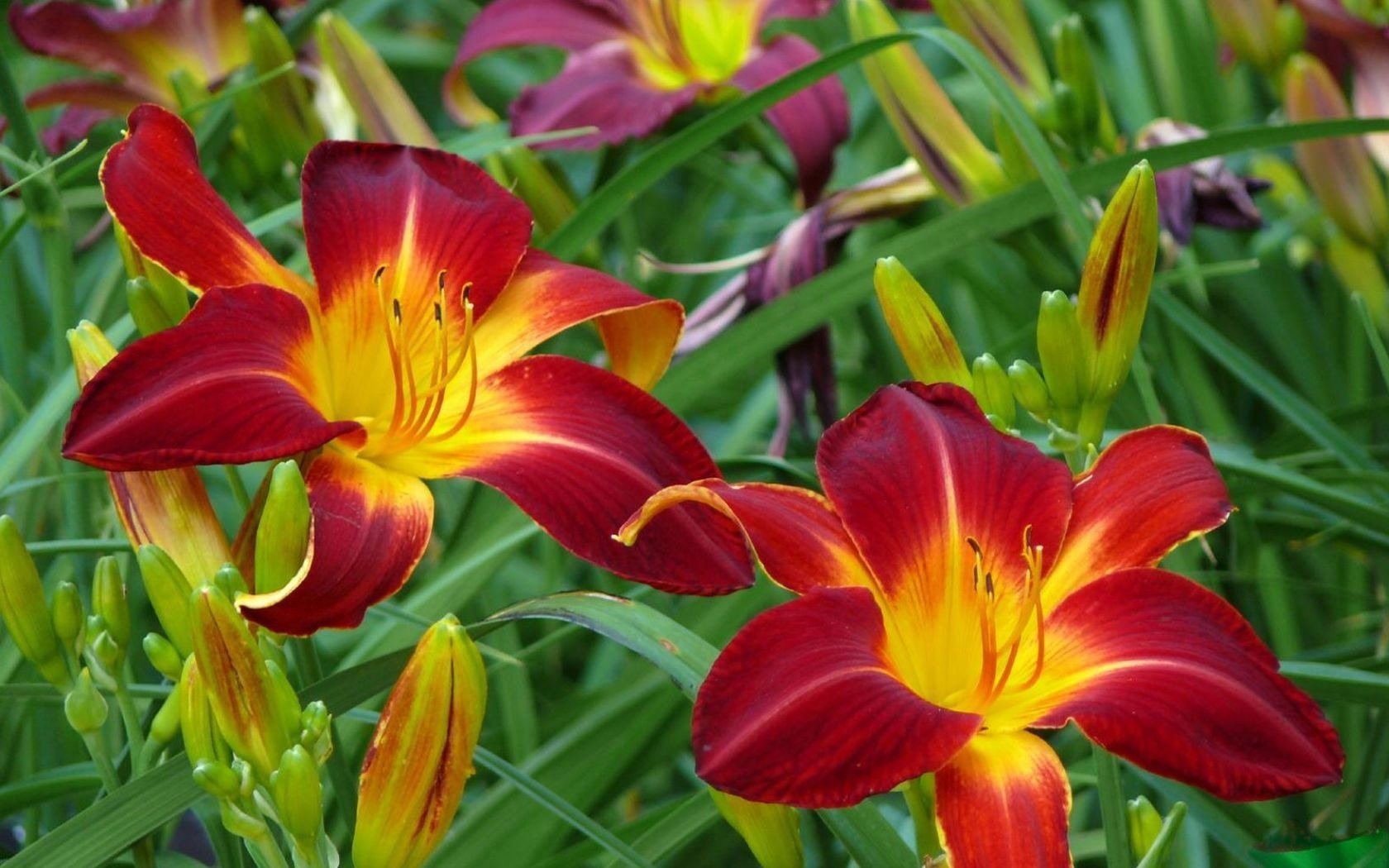 flowers, earth, lily, daylily HD wallpaper