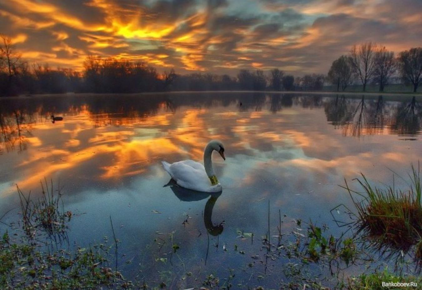 Desktop Backgrounds Swans animals, sunset, lakes, birds