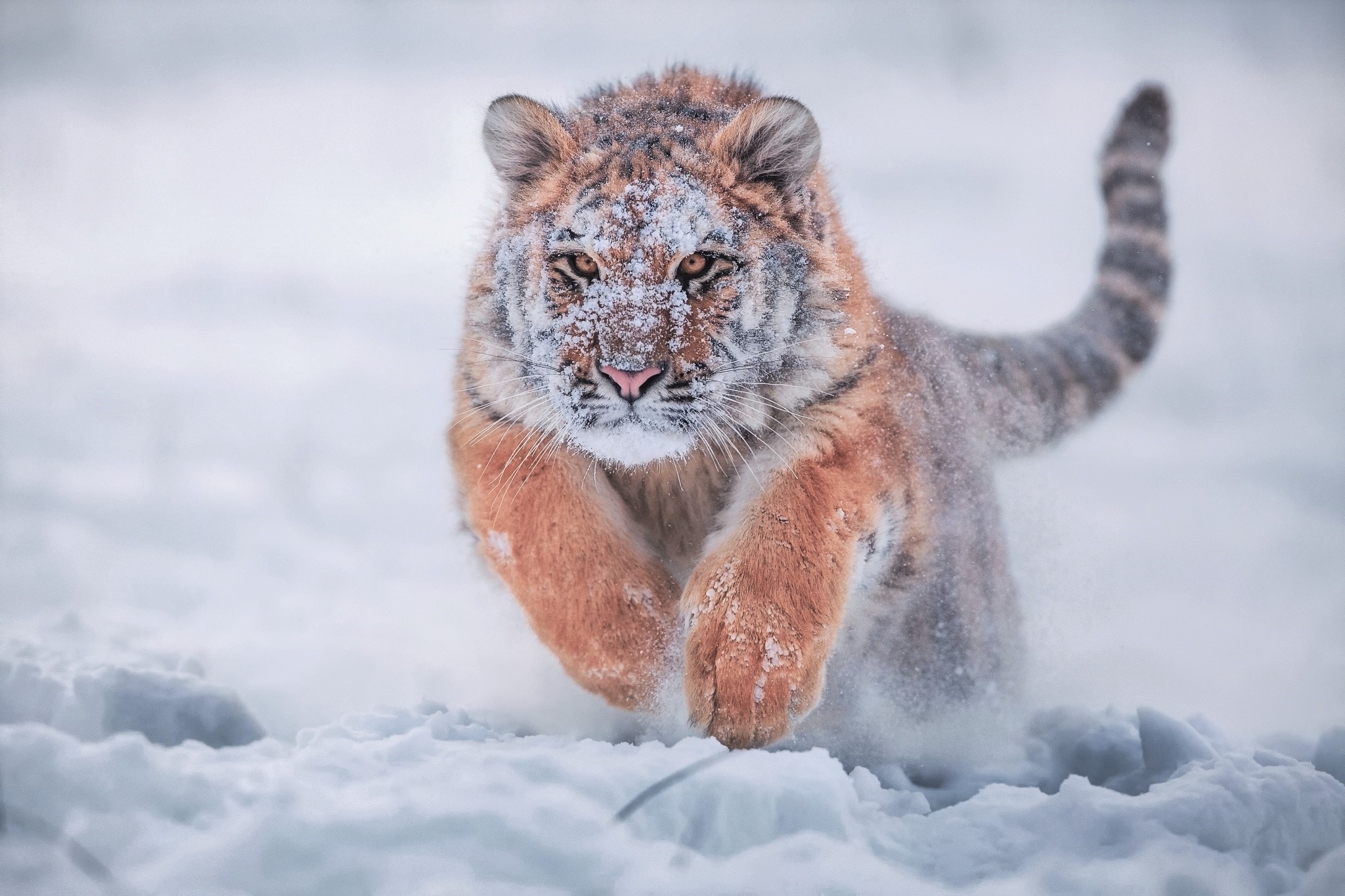 animal, winter, baby animal, siberian tiger, running, cats, snow, tiger