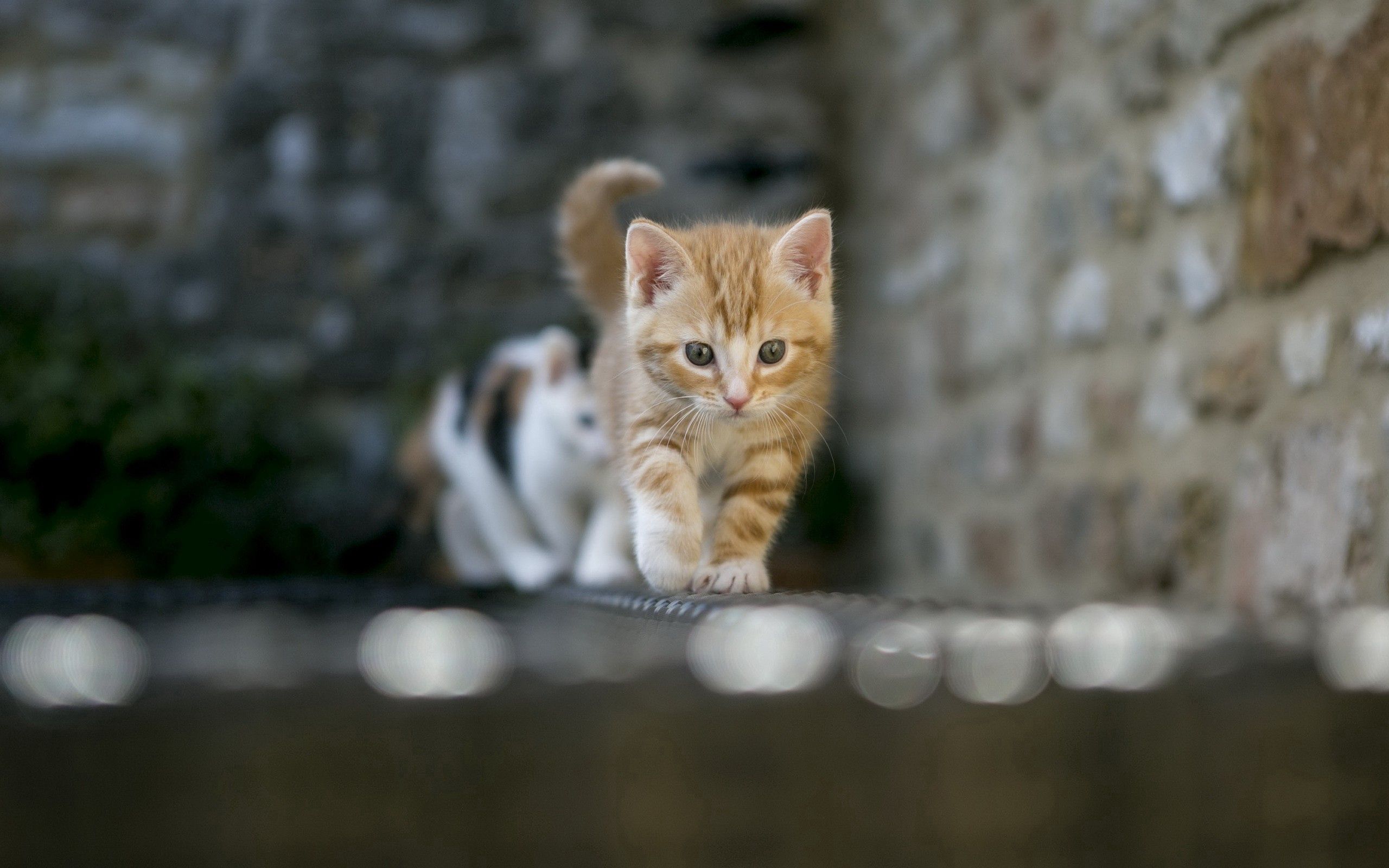 light, shine, blur, animals, kitty, kitten, smooth wallpapers for tablet