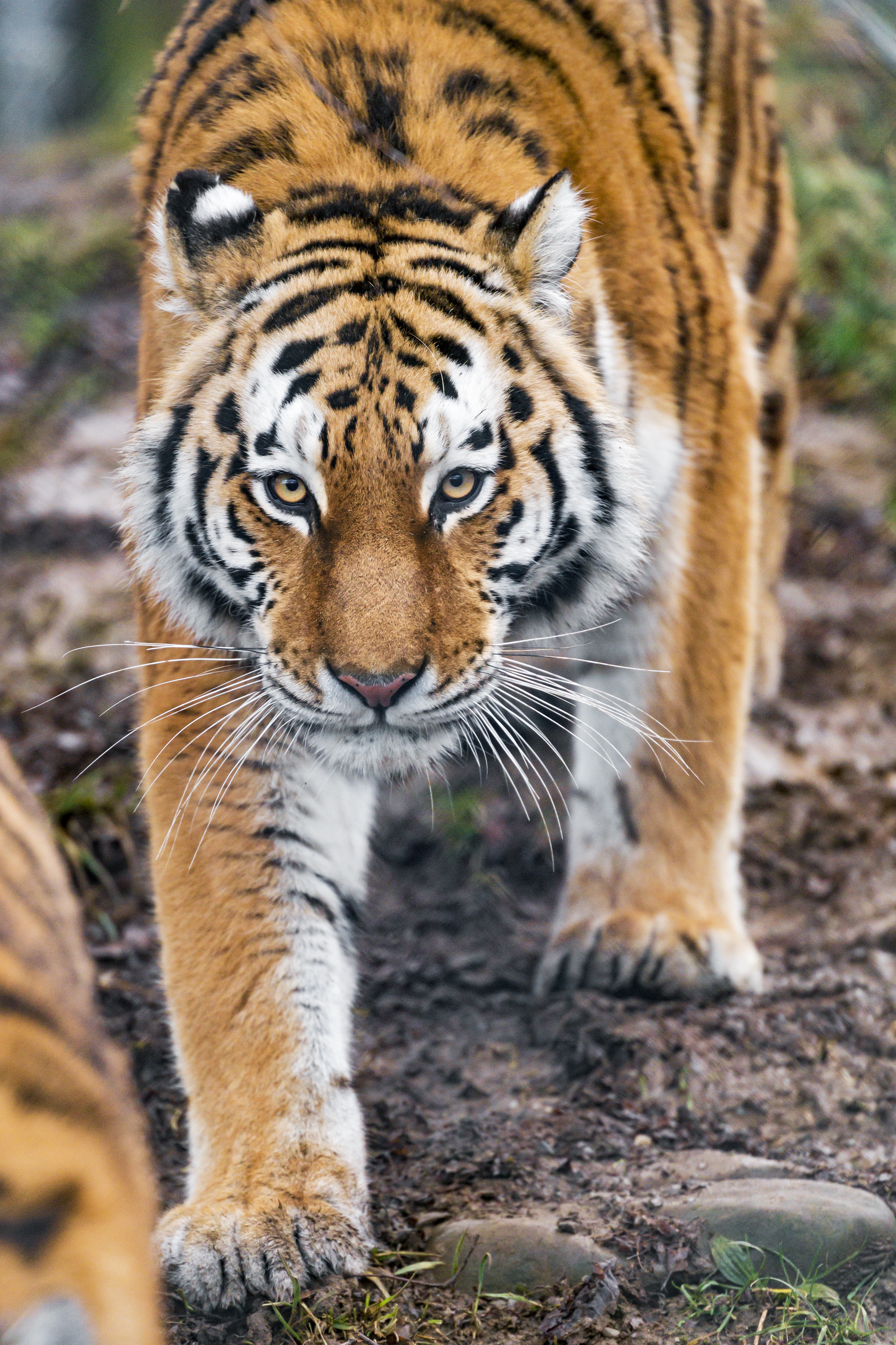131229 скачать обои животное, тигр, большая кошка, хищник, животные, взгляд - заставки и картинки бесплатно