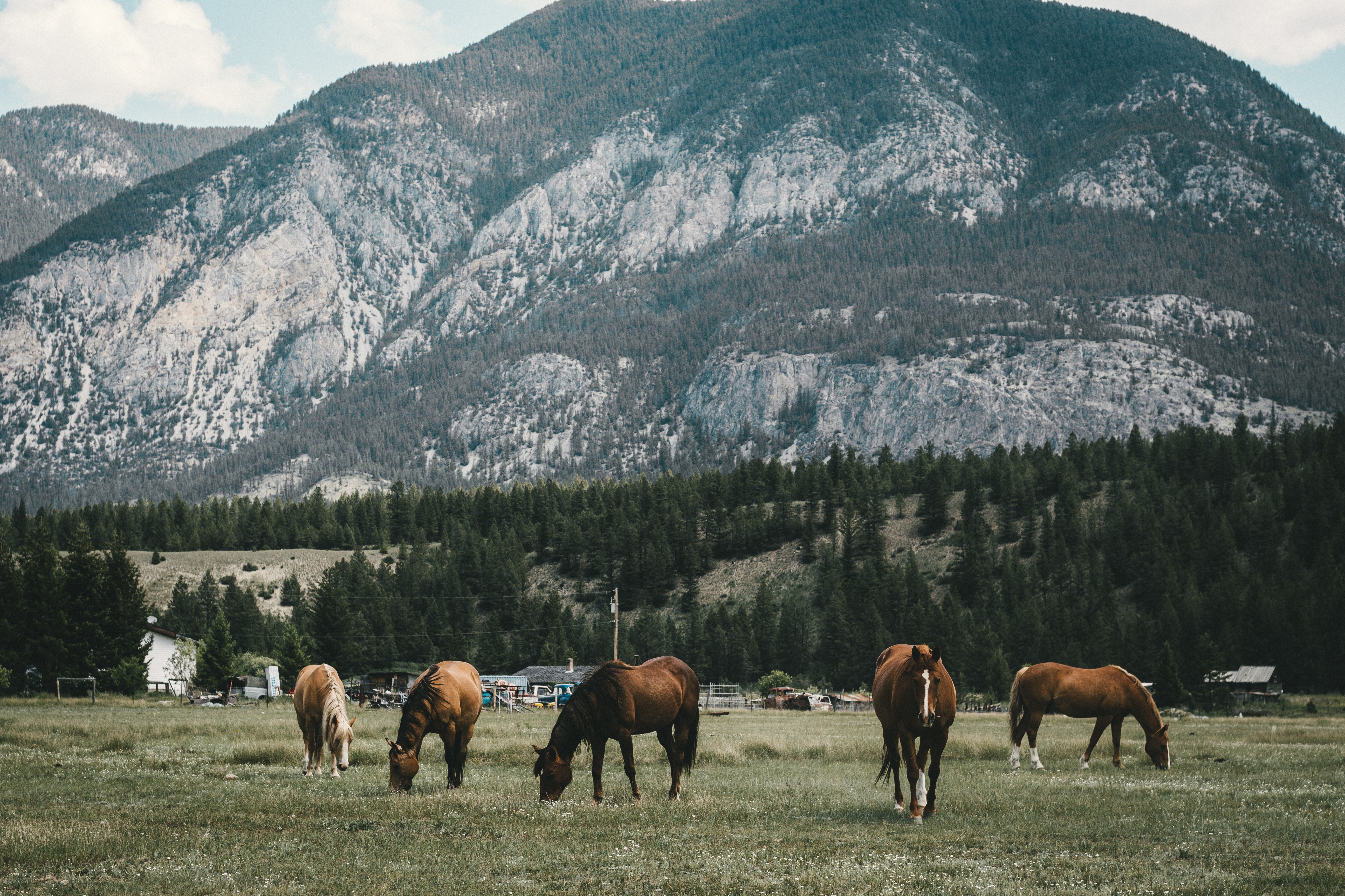 92008 descargar fondo de pantalla caballos, animales, montañas, pastar, pasto: protectores de pantalla e imágenes gratis