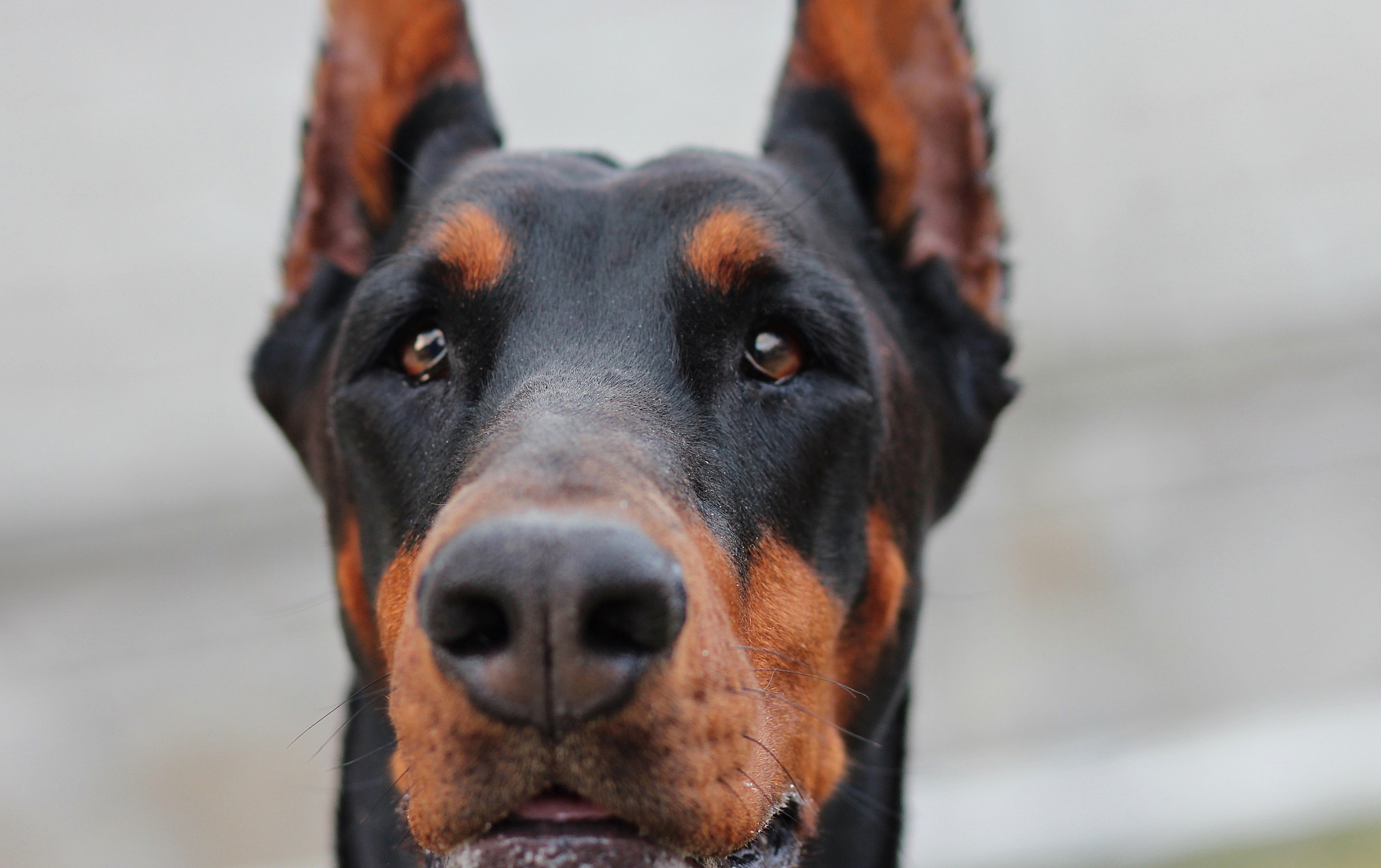Mobile wallpaper: Dog, Doberman, Muzzle, Animals, 134605 download the  picture for free.