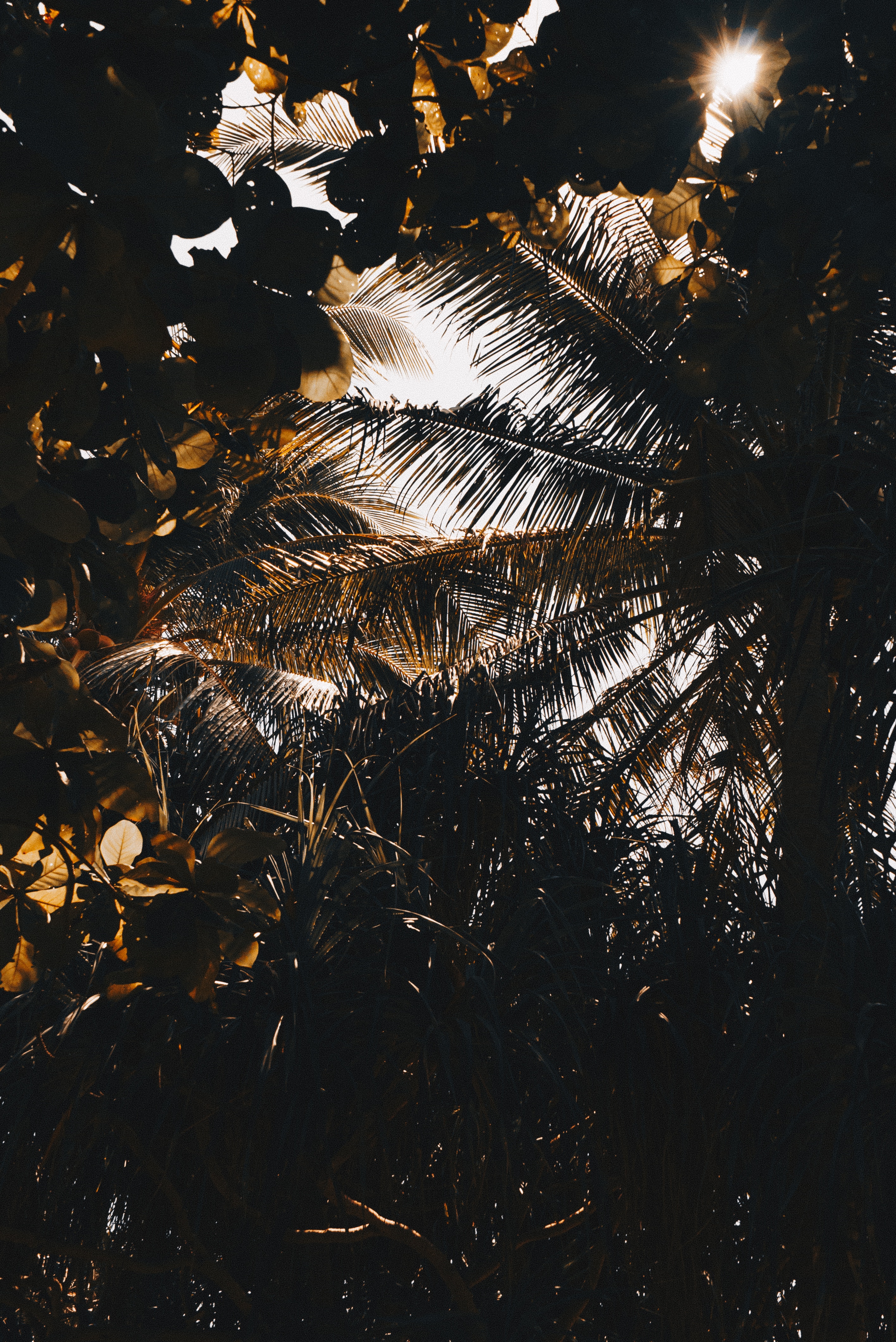 PC Wallpapers leaves, nature, dark, shadows Palm