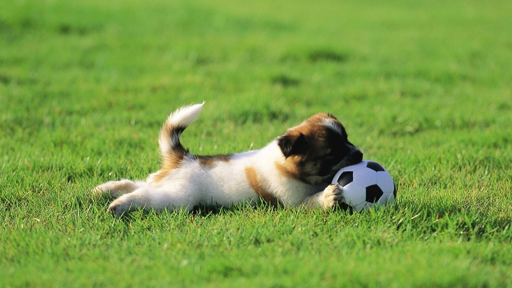 Hintergrundbild für Handys Sport, Tiere, Hunde, Grass, Fußball, 12419