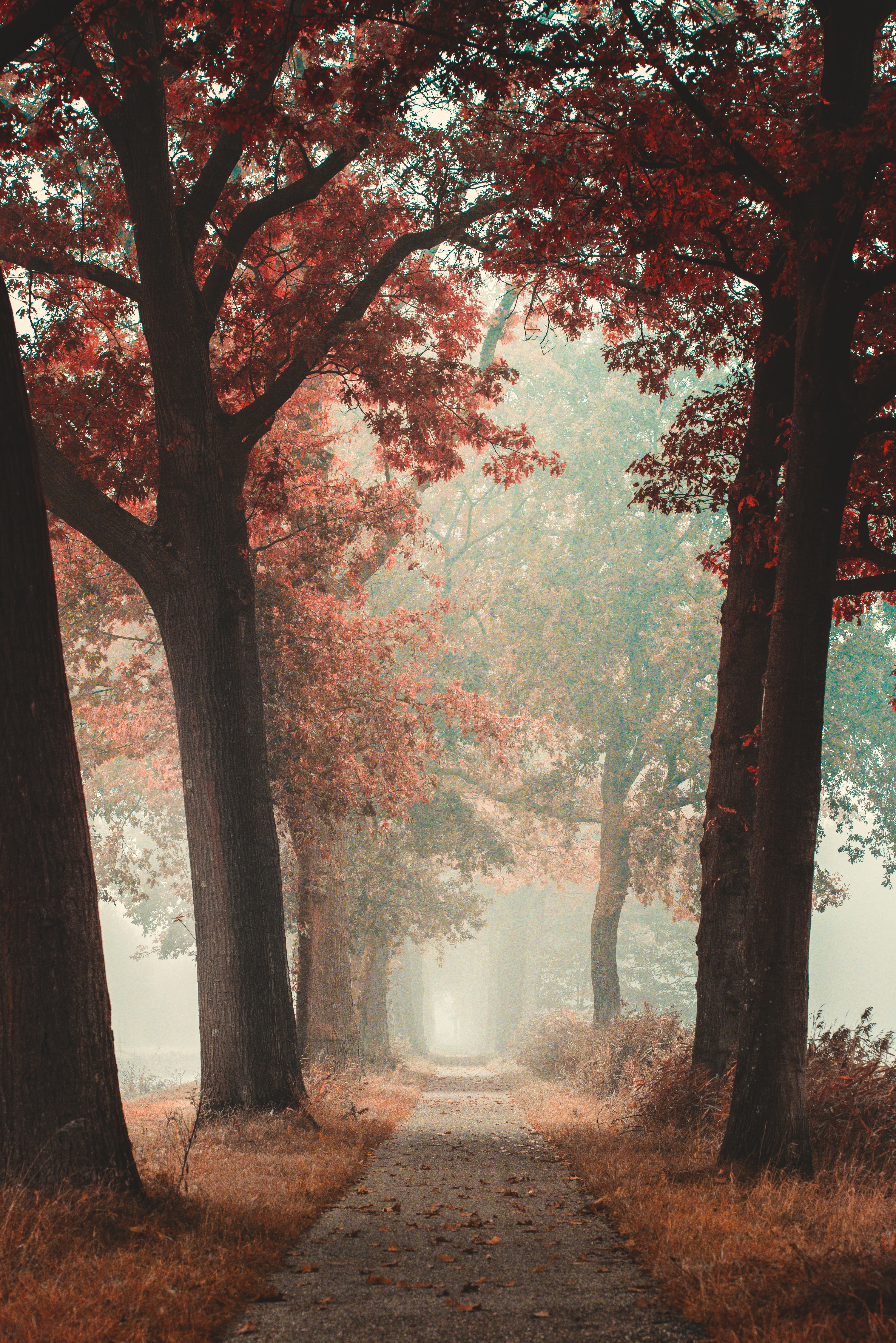autumn, nature, road, forest, fog, alley 8K