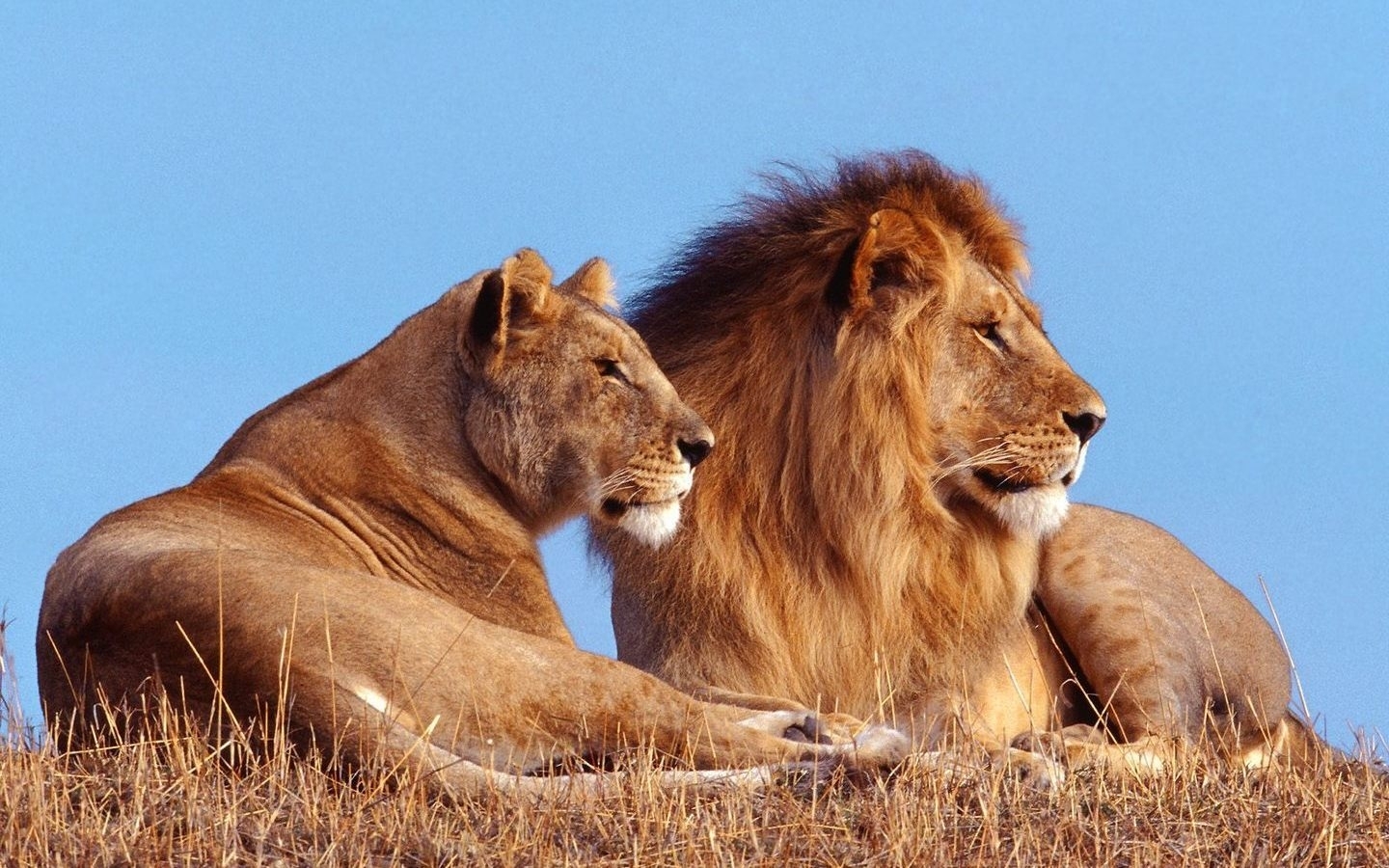 3435 Hintergrundbilder und Lions Bilder auf dem Desktop. Laden Sie tiere, lions, orange Bildschirmschoner kostenlos auf den PC herunter
