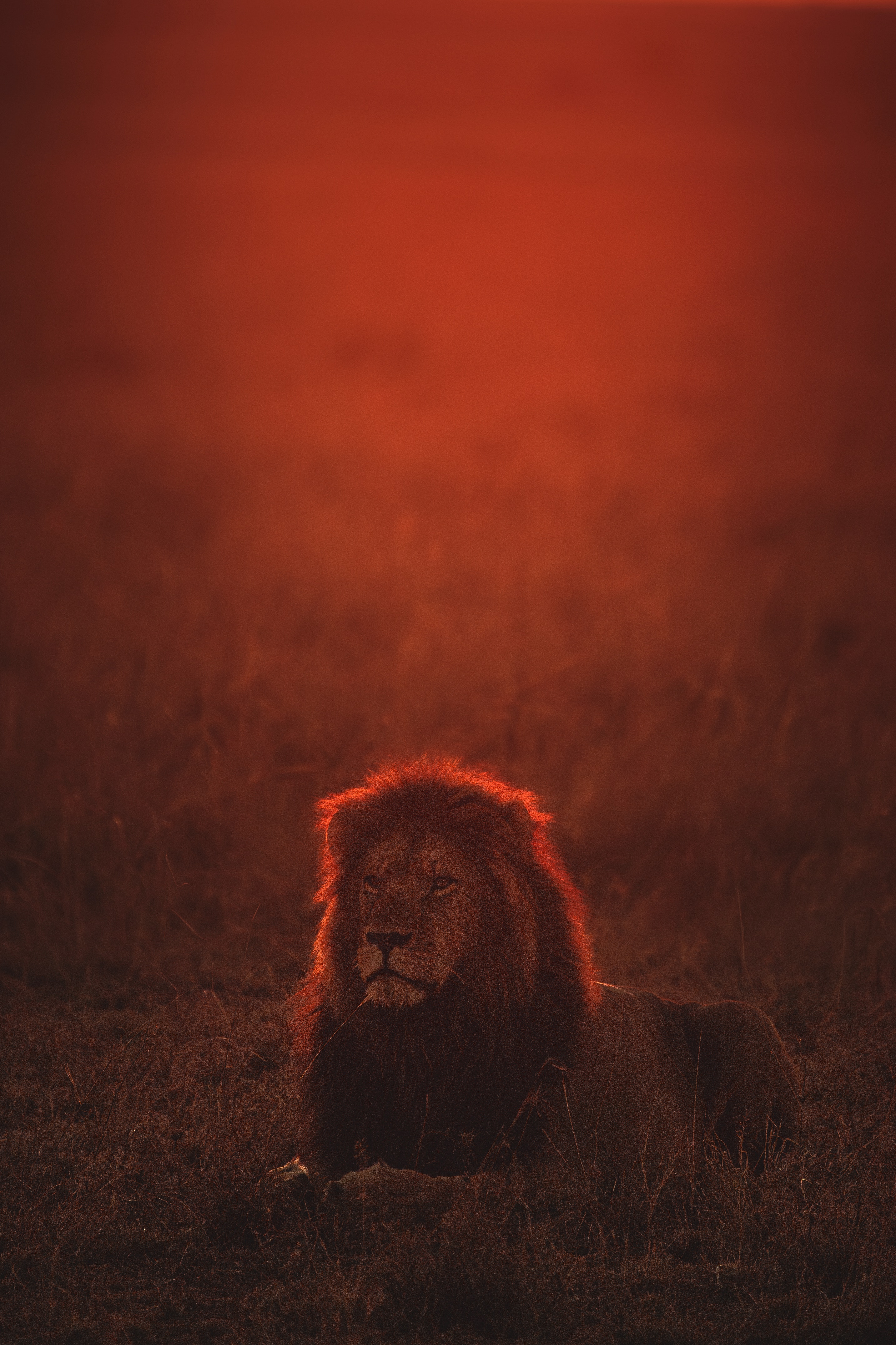 lion, big cat, dusk, animals, twilight, predator, wildlife
