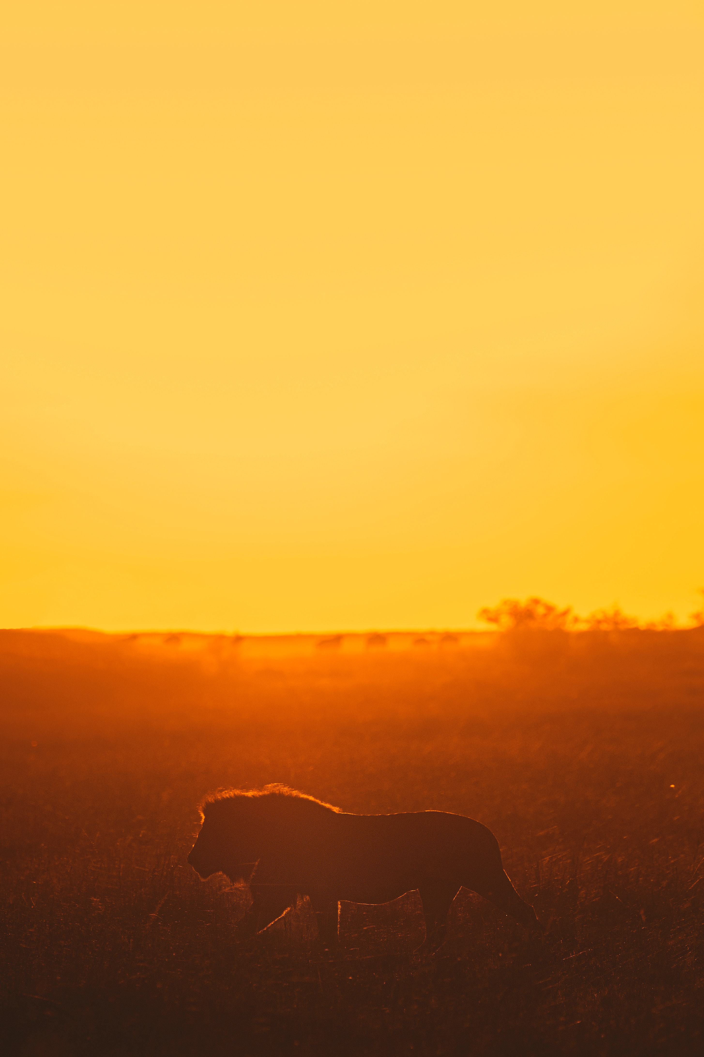 lion, animals, sunset, predator, big cat, safari Free Stock Photo