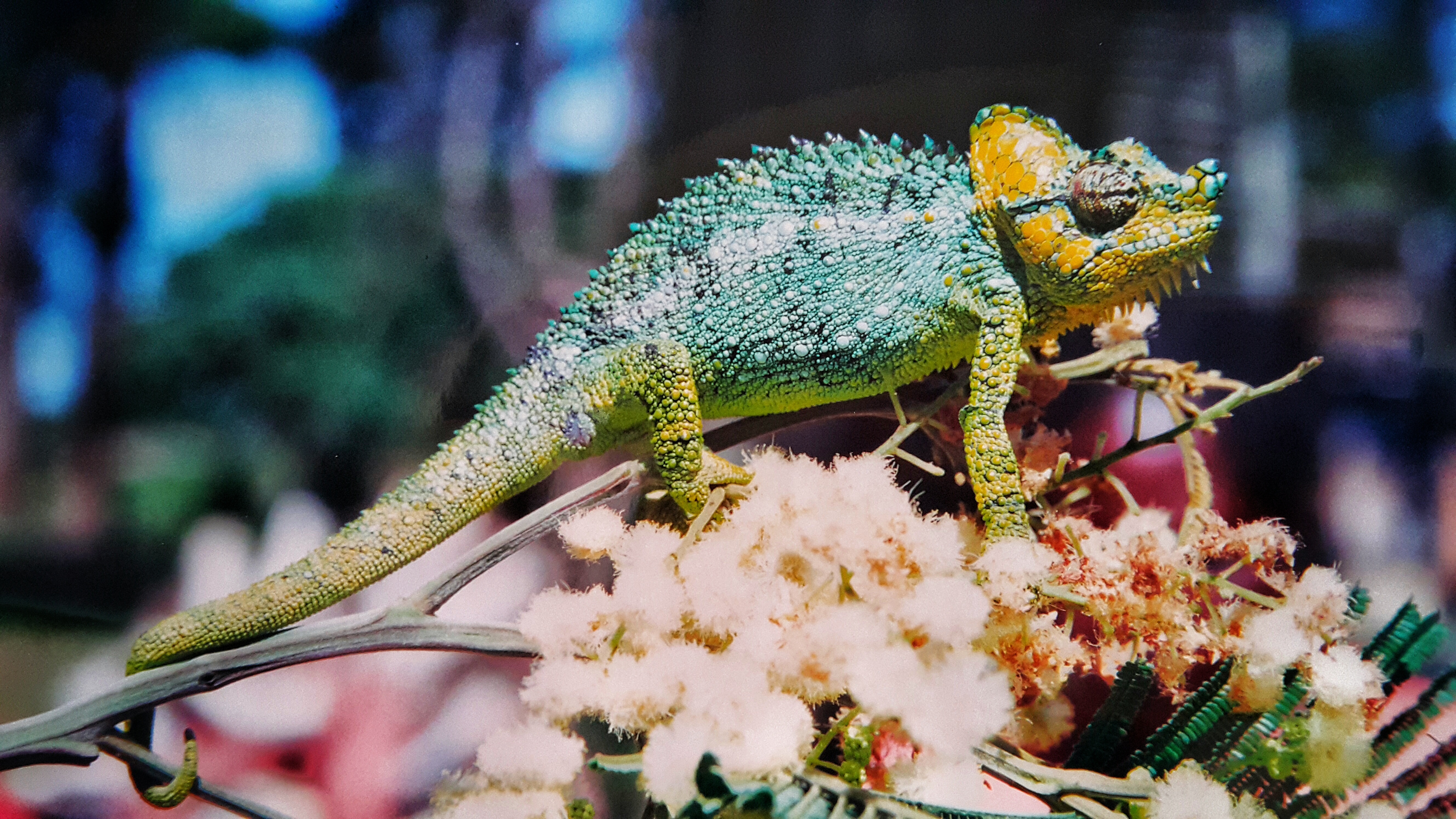 86194 Screensavers and Wallpapers Colourful for phone. Download colorful, animals, reptile, chameleon, colourful pictures for free