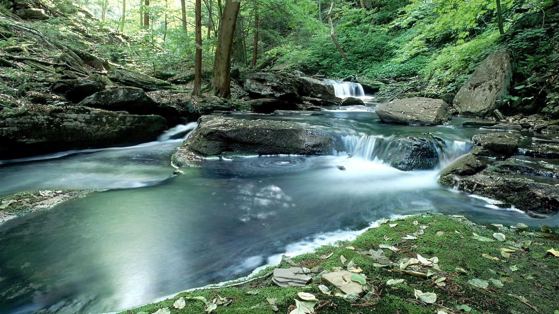 forest, nature, water, moss, creek, brook cellphone