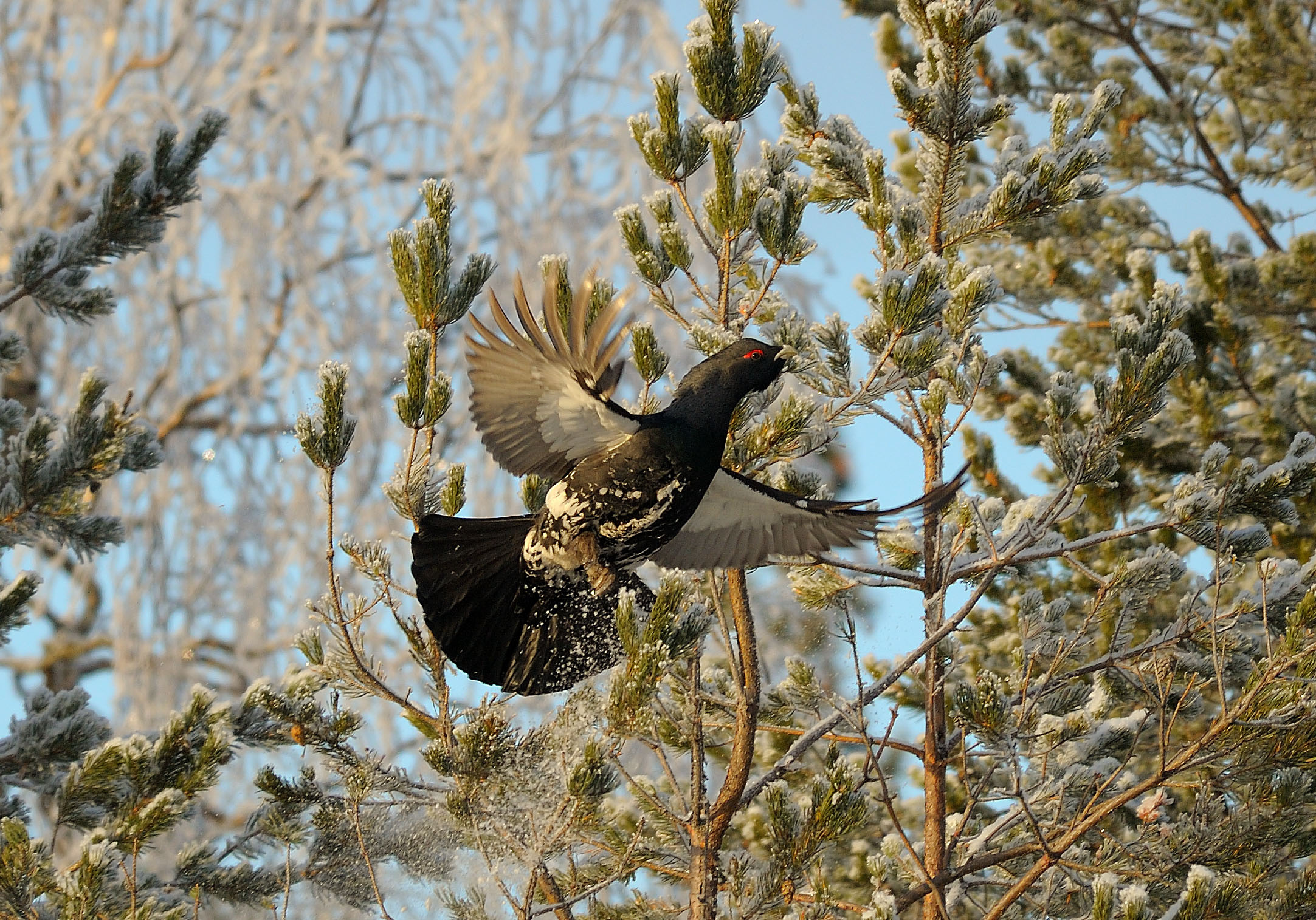 animals, bird, branches, wings, wood grouse
