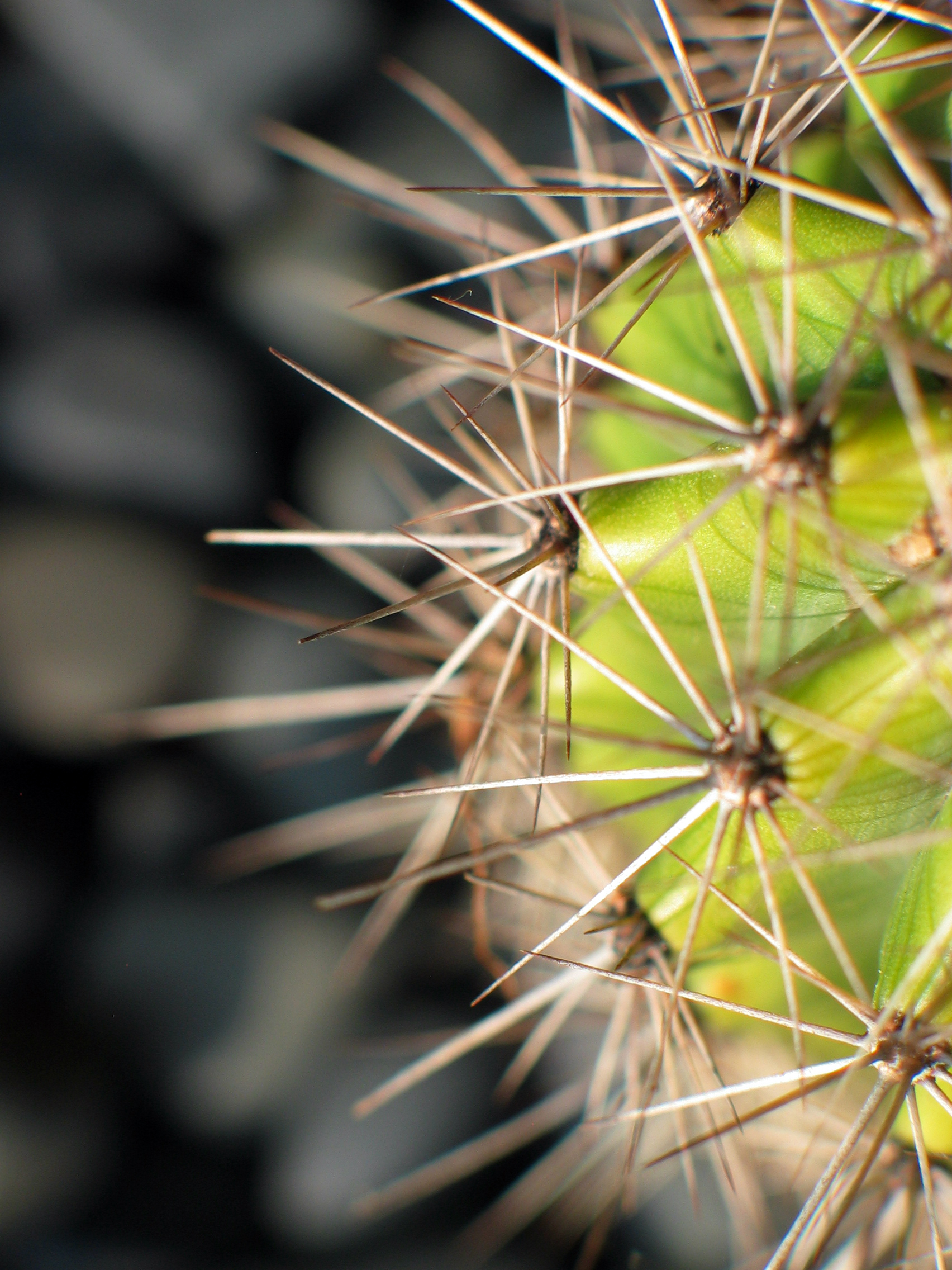 Smartphone Background macro, plant, cactus