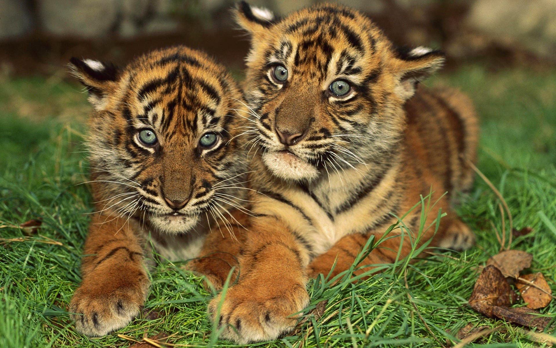 49061 скачать обои тигры, животные - заставки и картинки бесплатно