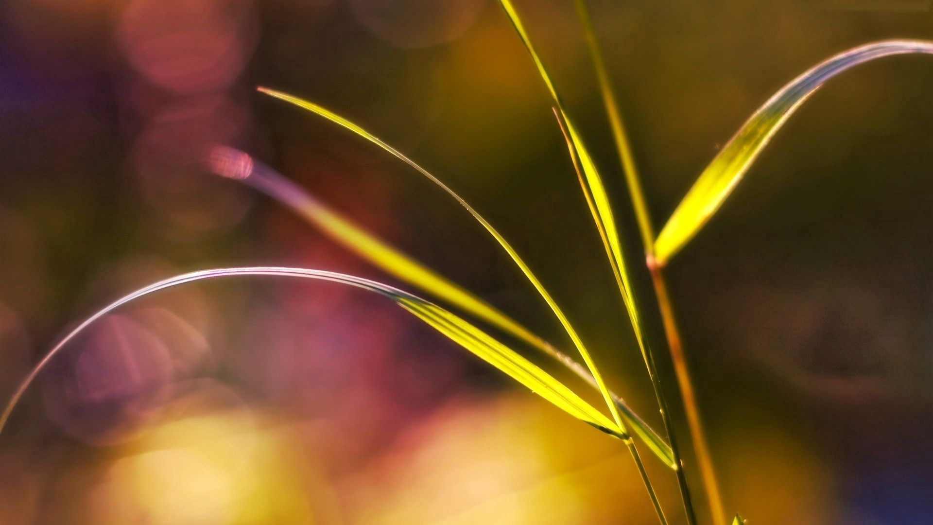 Laden Sie das Grass, Hintergrund, Pflanze, Makro, Blendung, Flecken, Spots-Bild kostenlos auf Ihren PC-Desktop herunter