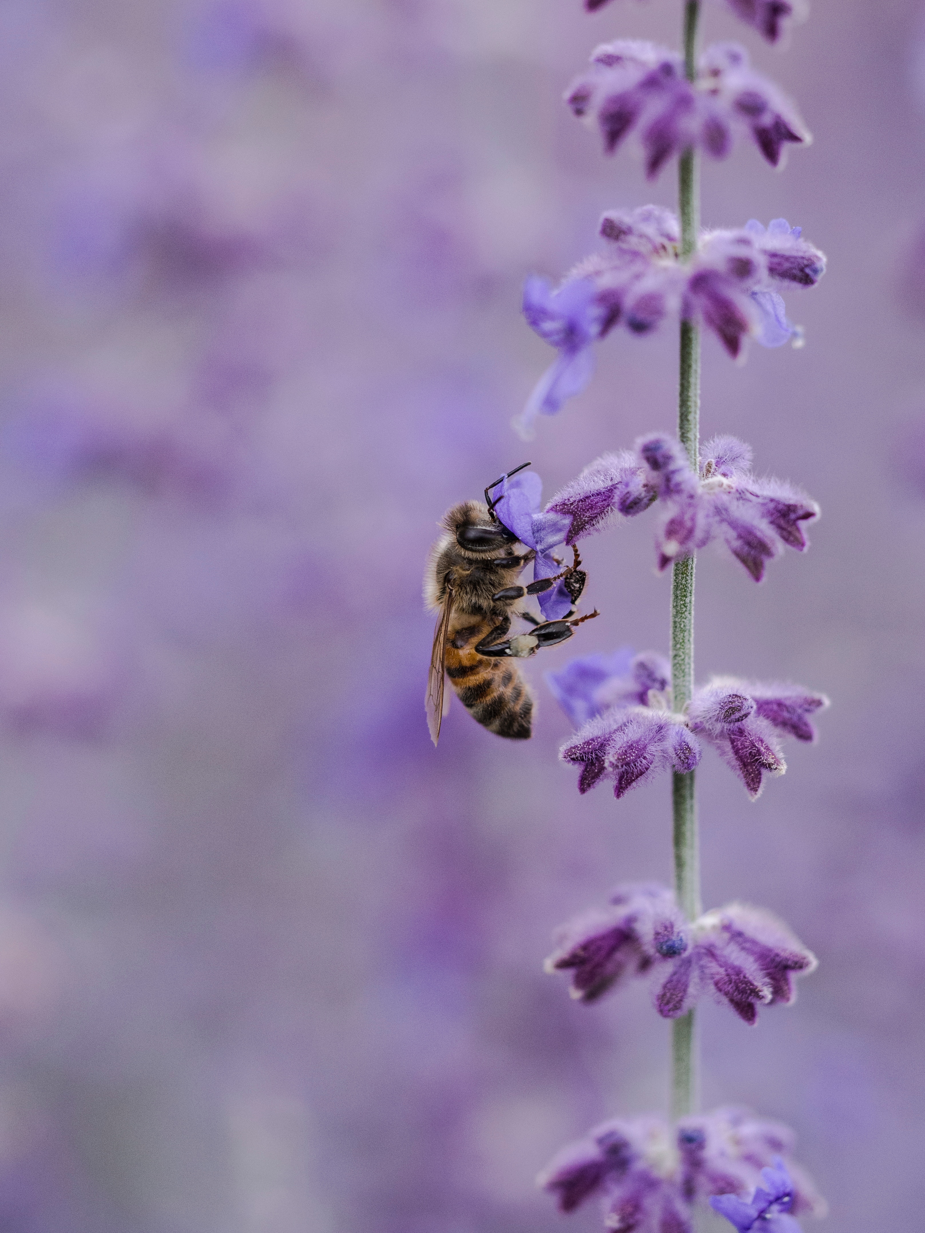 77158 Bildschirmschoner und Hintergrundbilder Biene auf Ihrem Telefon. Laden Sie blume, makro, insekt, biene, lila, bestäubung Bilder kostenlos herunter