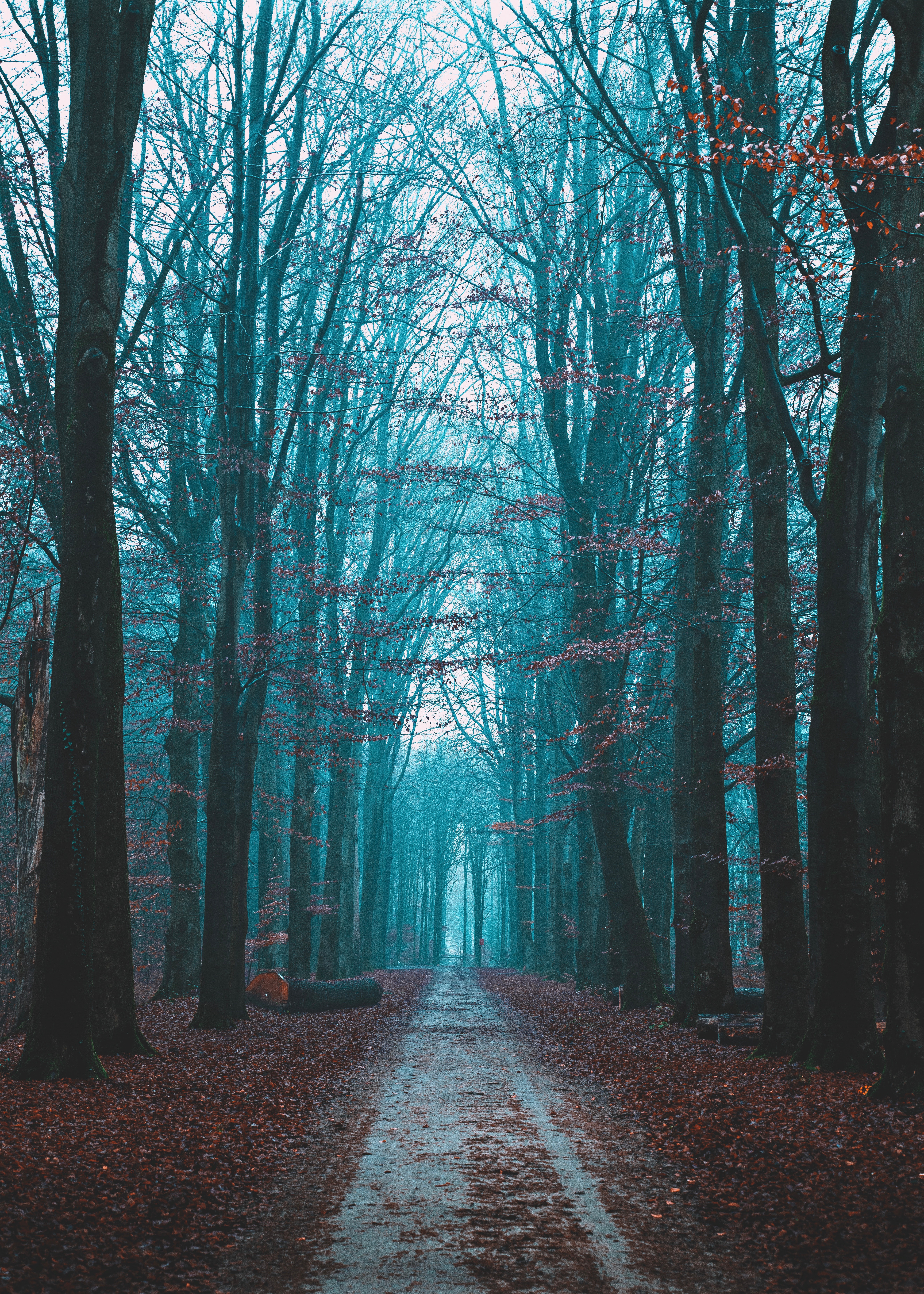 Laden Sie das Natur, Herbst, Straße, Wald, Nebel-Bild kostenlos auf Ihren PC-Desktop herunter