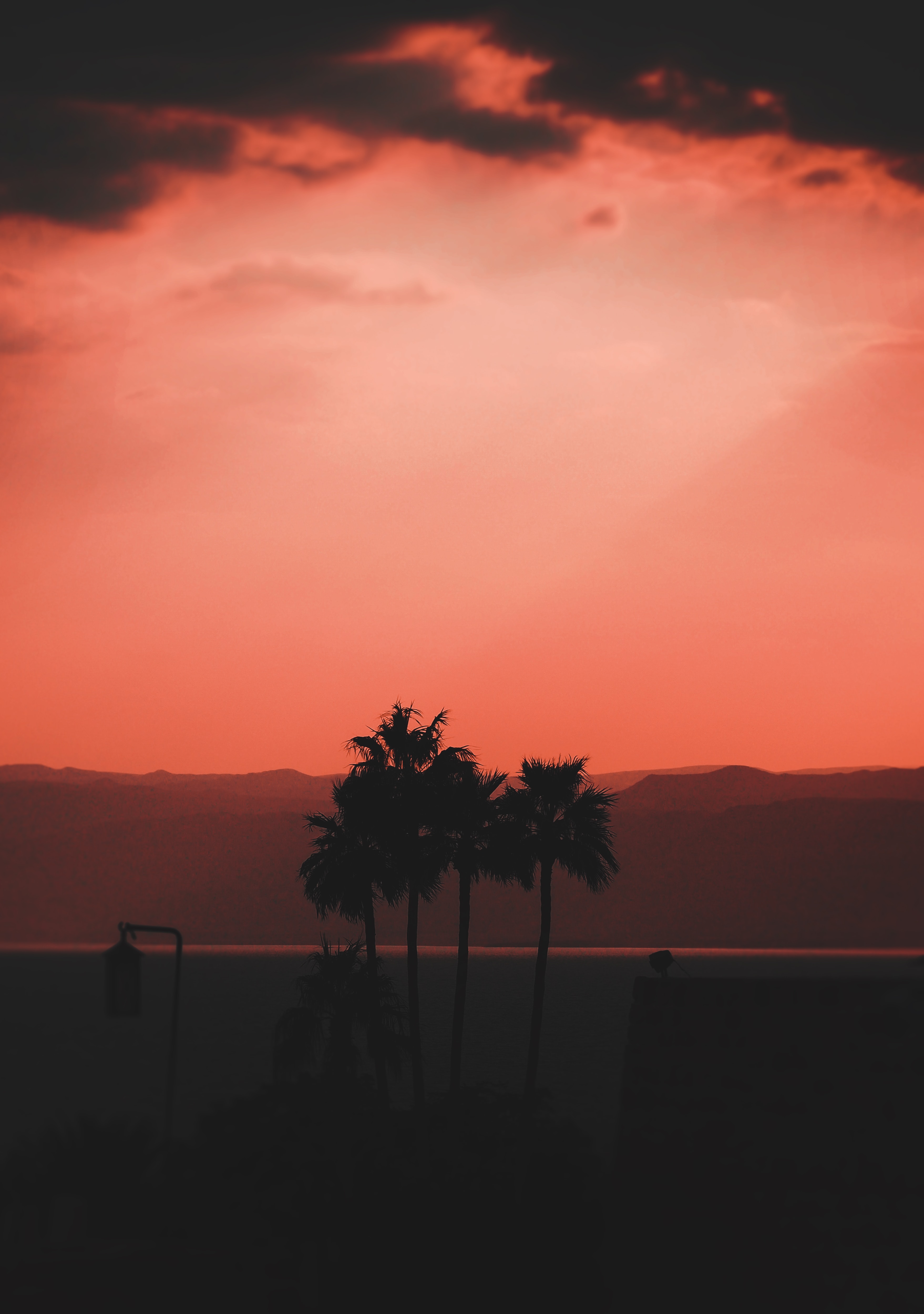 Widescreen image dusk, twilight, dark, palms