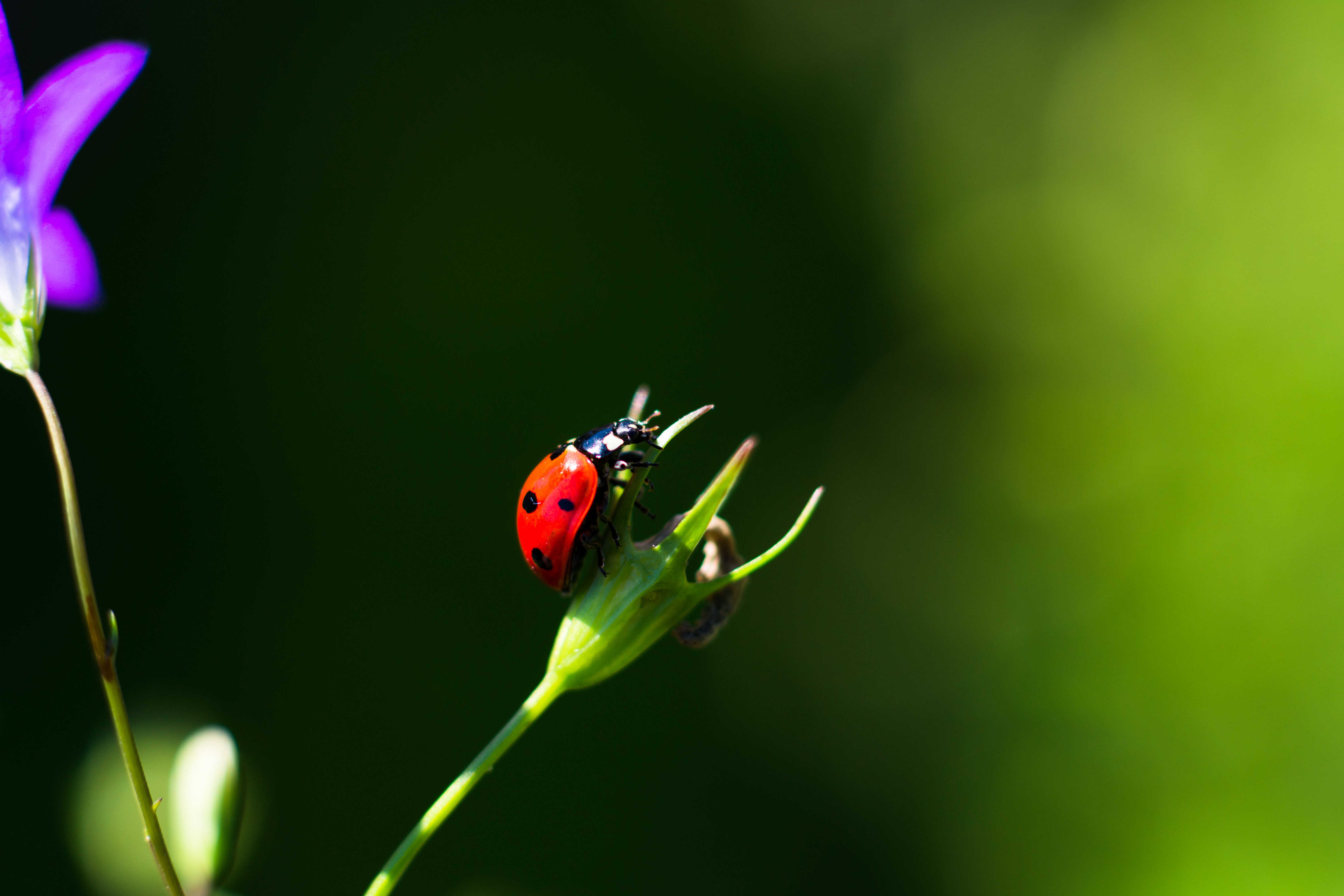 32k Wallpaper Ladybug red, ladybird, close-up, macro