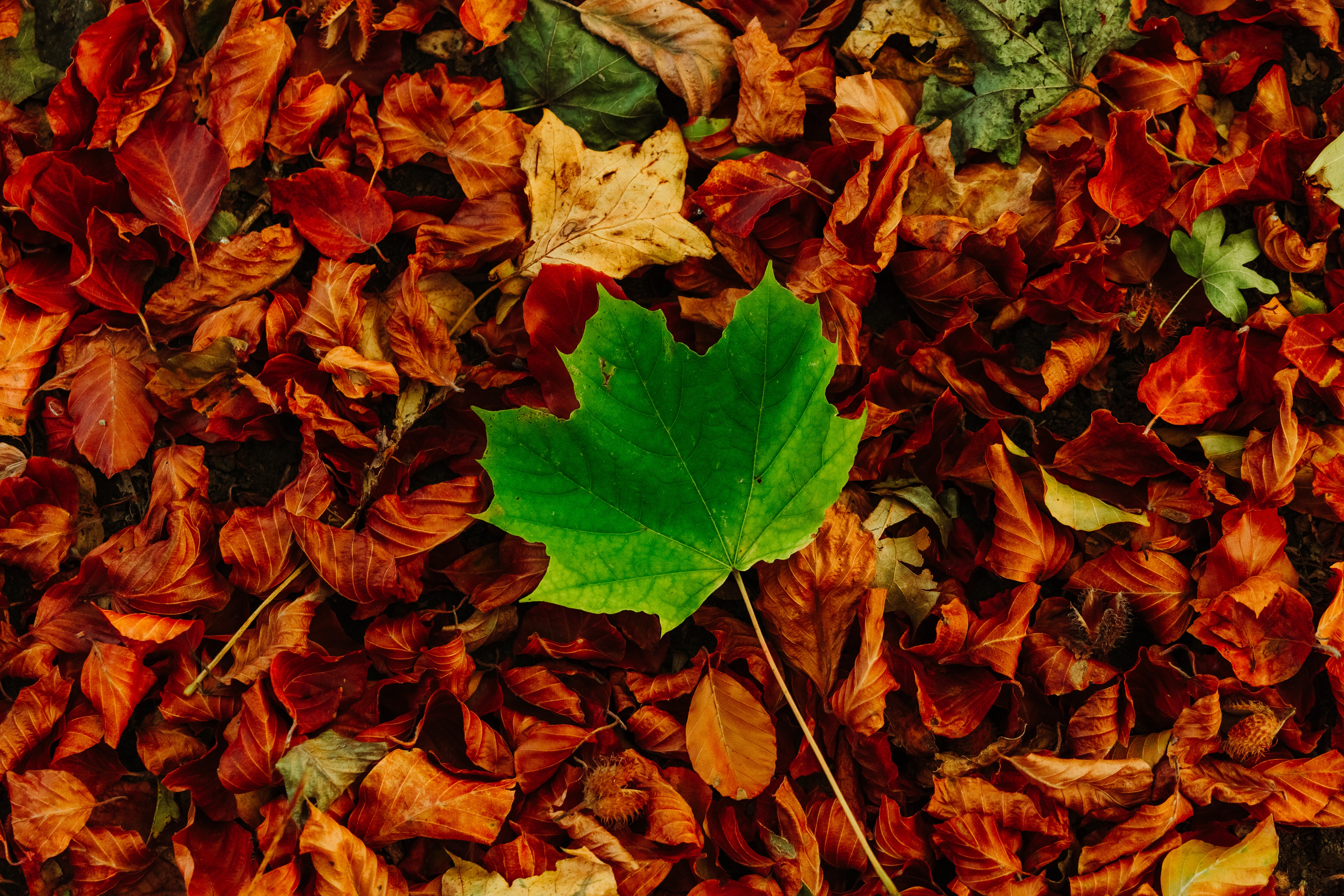 vertical wallpaper contrast, autumn, maple, nature, leaves, fallen