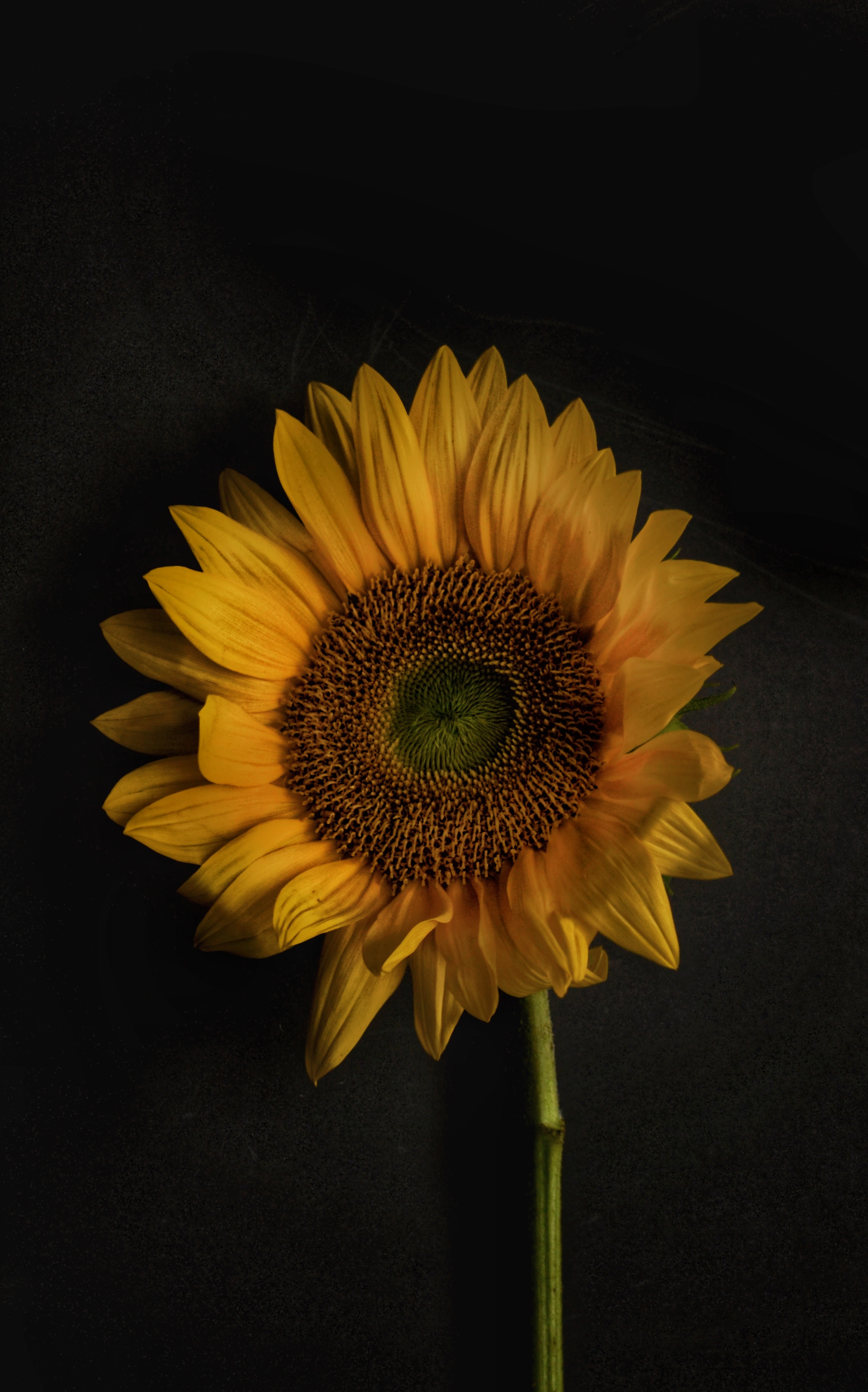 90881 Bildschirmschoner und Hintergrundbilder Sonnenblume auf Ihrem Telefon. Laden Sie blütenblätter, blumen, gelb, blühen, blühenden, sonnenblume Bilder kostenlos herunter