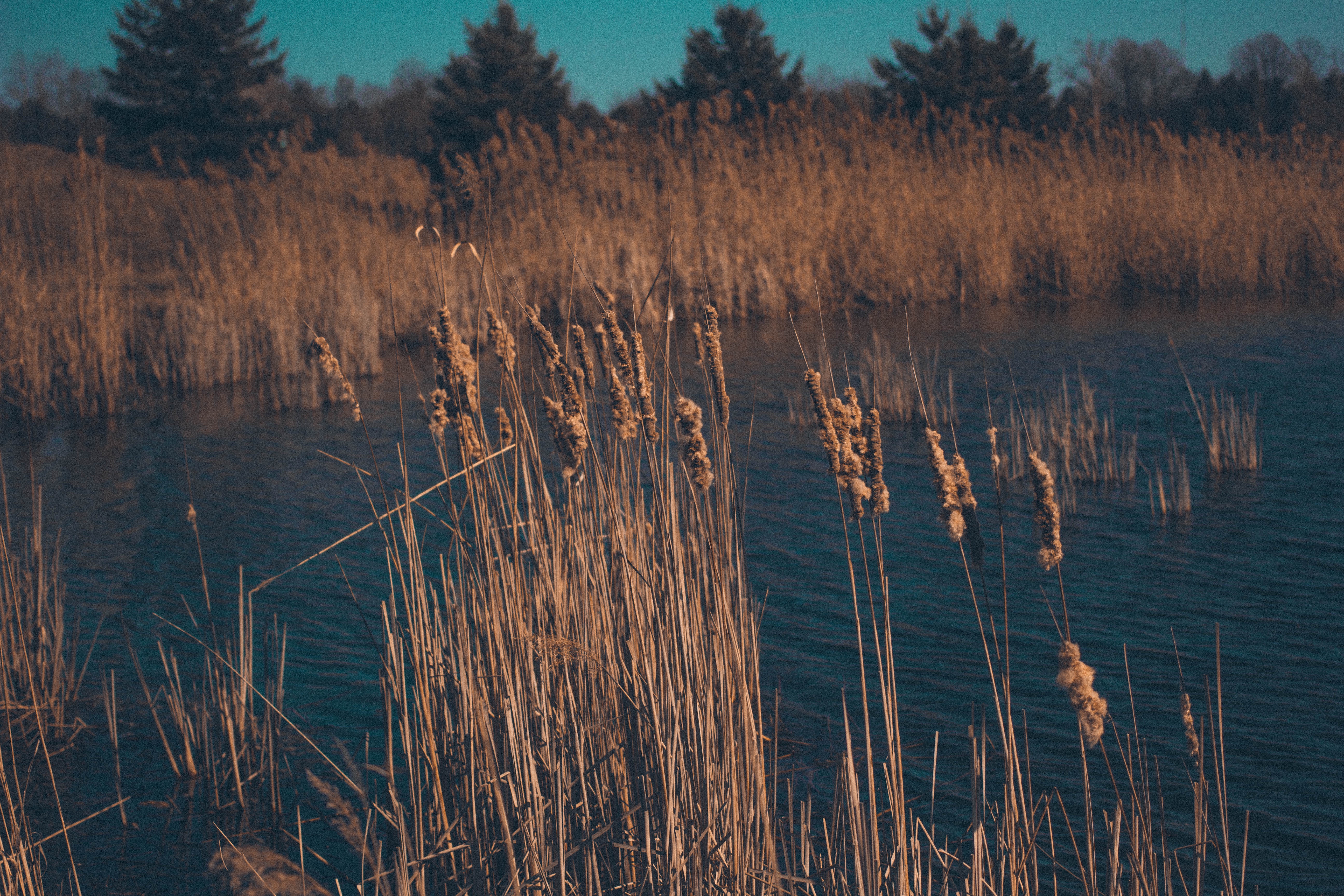 125027 download wallpaper nature, grass, swamp, dry, reeds screensavers and pictures for free