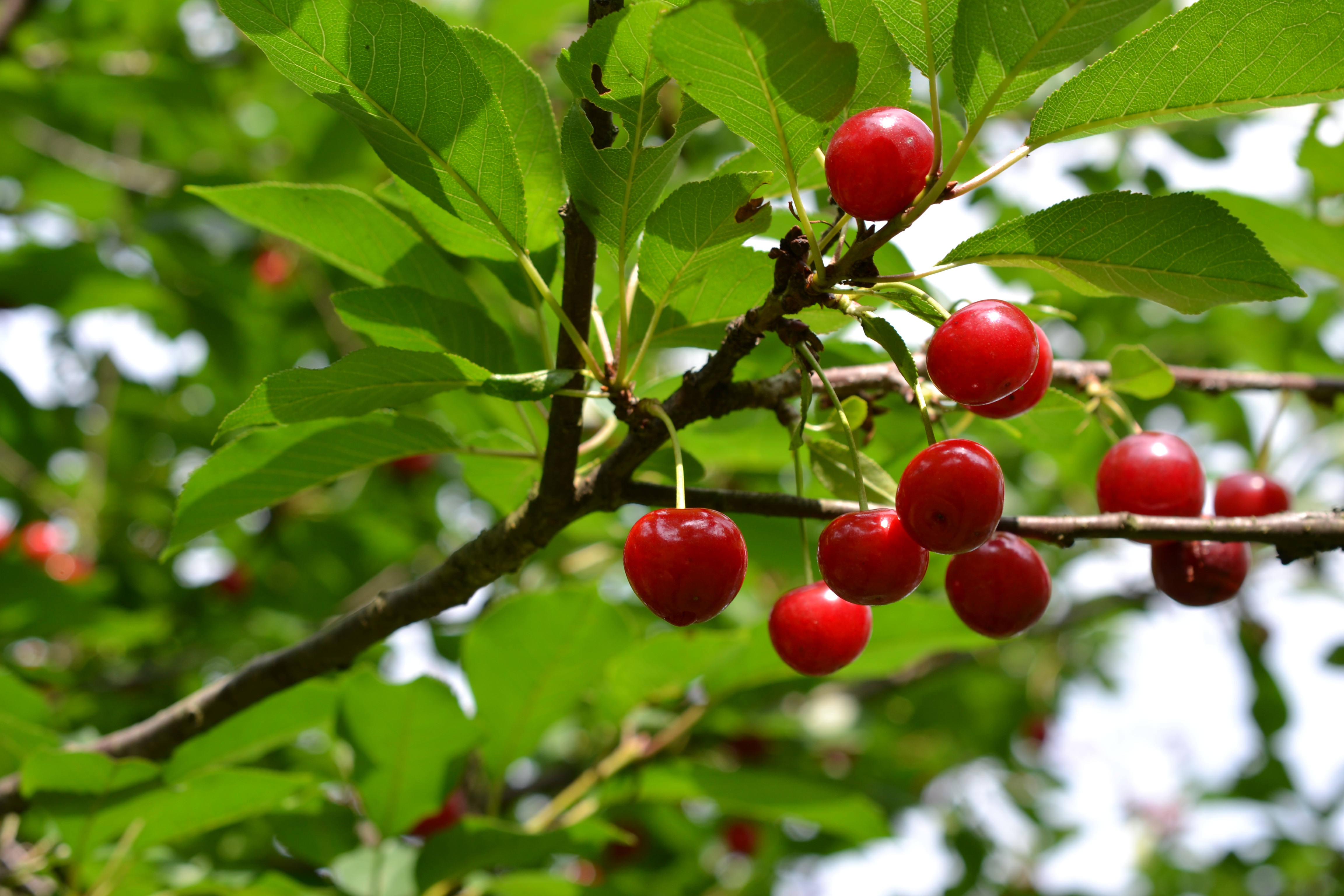 143771 download wallpaper fruit, food, cherry, wood, tree, branch screensavers and pictures for free
