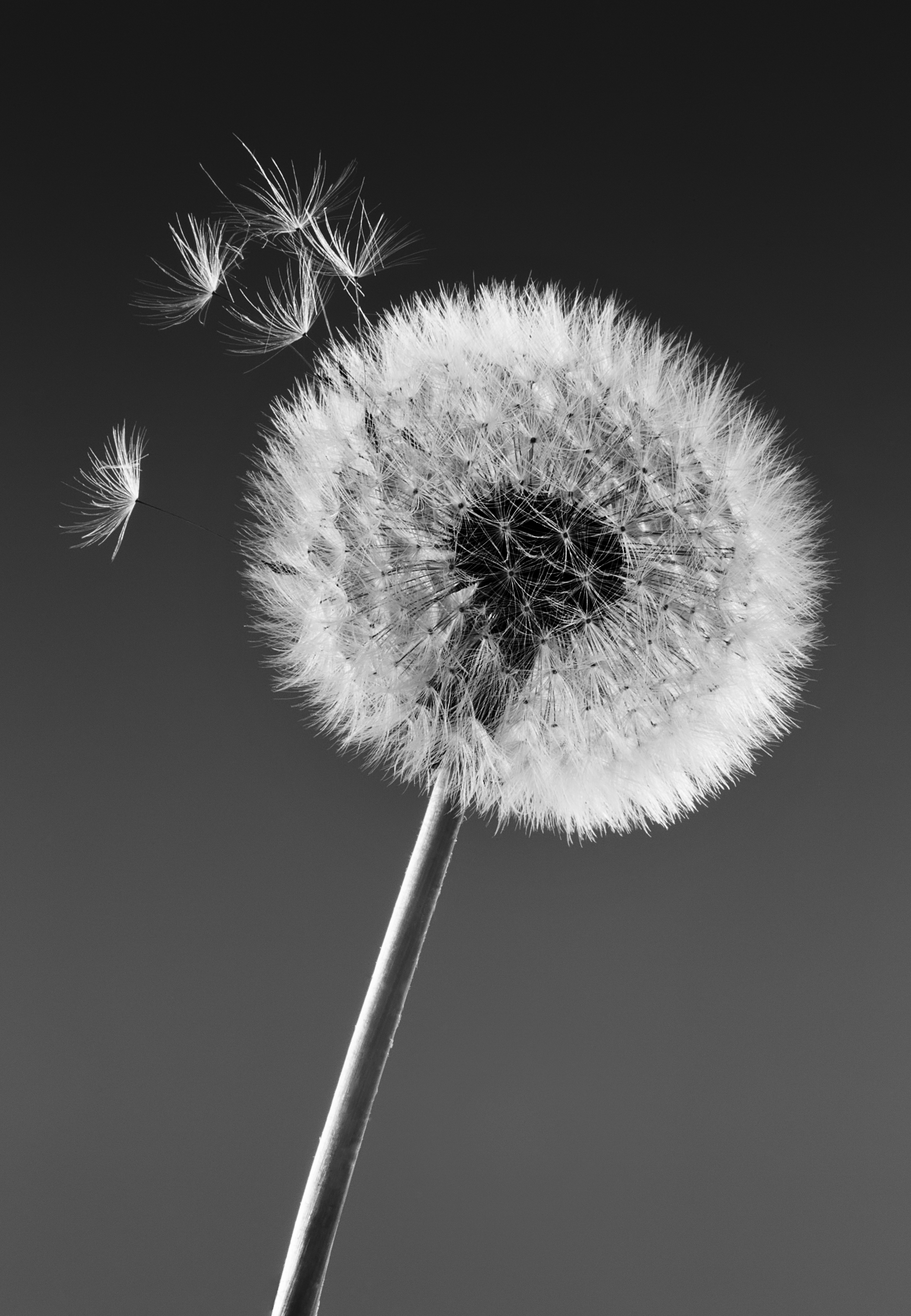 Wallpaper for mobile devices chb, dandelion, bw, nature
