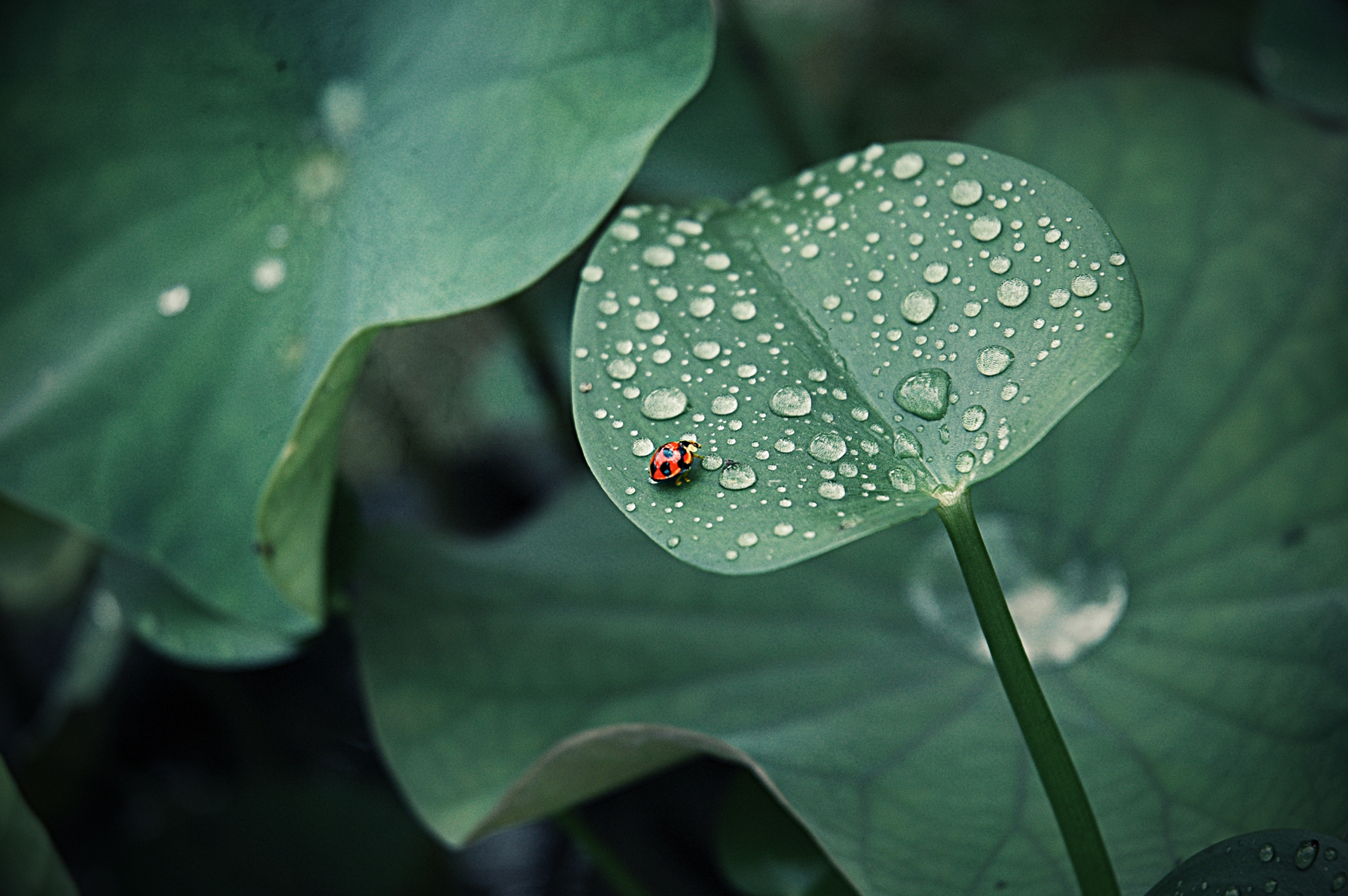 Download mobile wallpaper Drops, Leaves, Macro, Insect, Round, Ladybug, Ladybird, Dew for free.