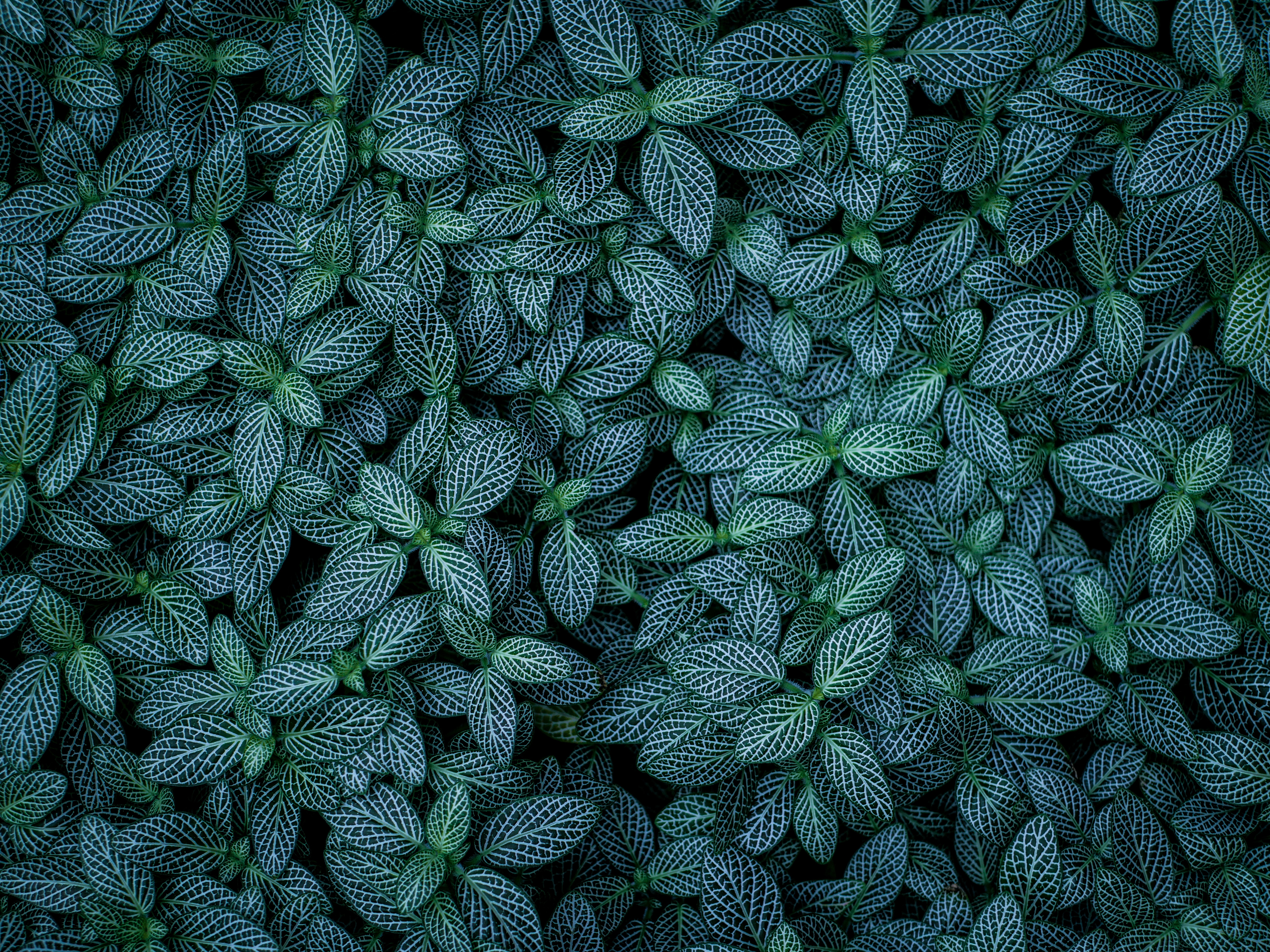 Handy-Wallpaper Pflanzen, Natur, Blätter, Gestreift, Venen kostenlos herunterladen.