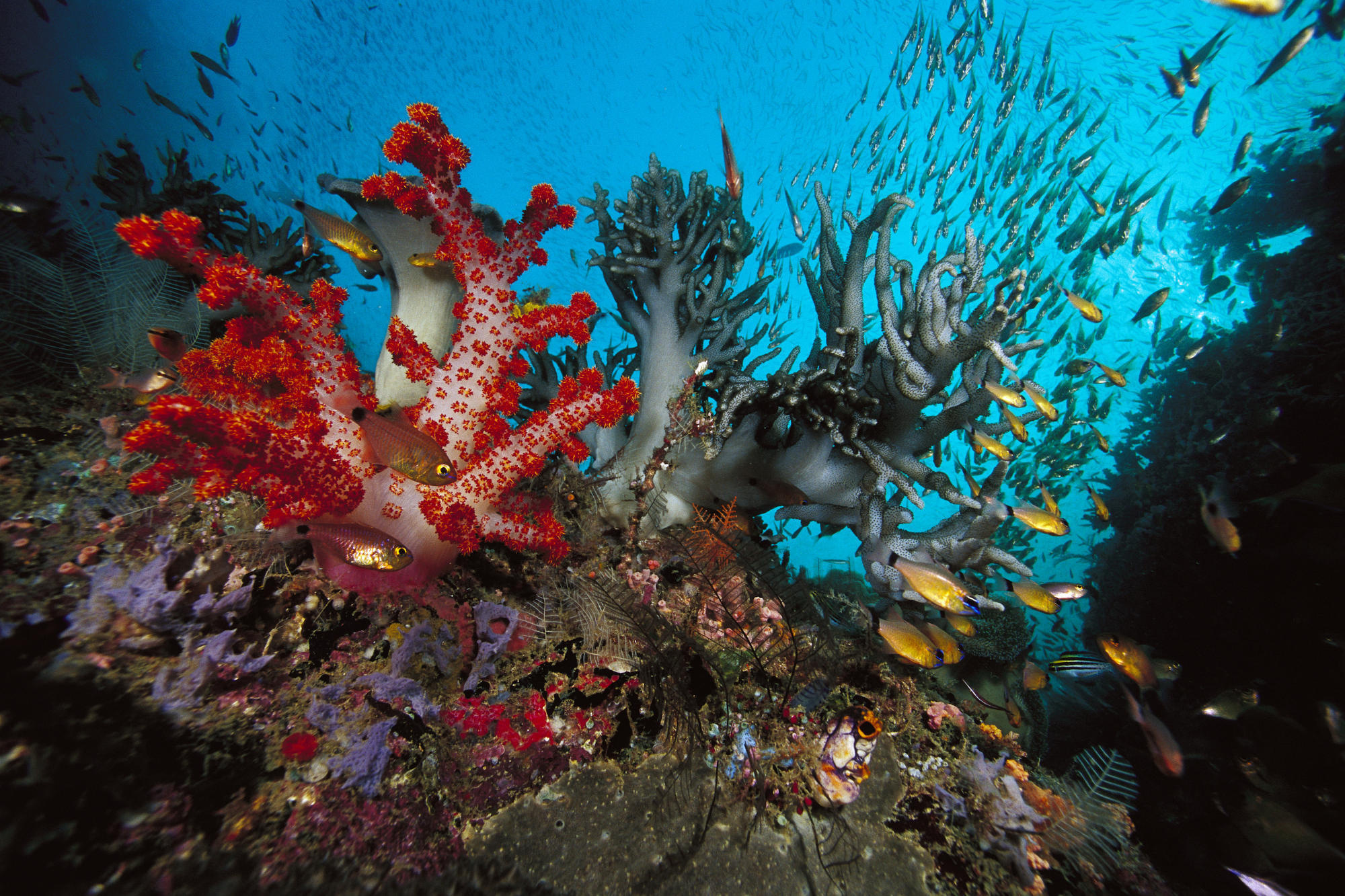 139051 Bildschirmschoner und Hintergrundbilder Unterwasserwelt auf Ihrem Telefon. Laden Sie seetang, fische, algen, tiere Bilder kostenlos herunter
