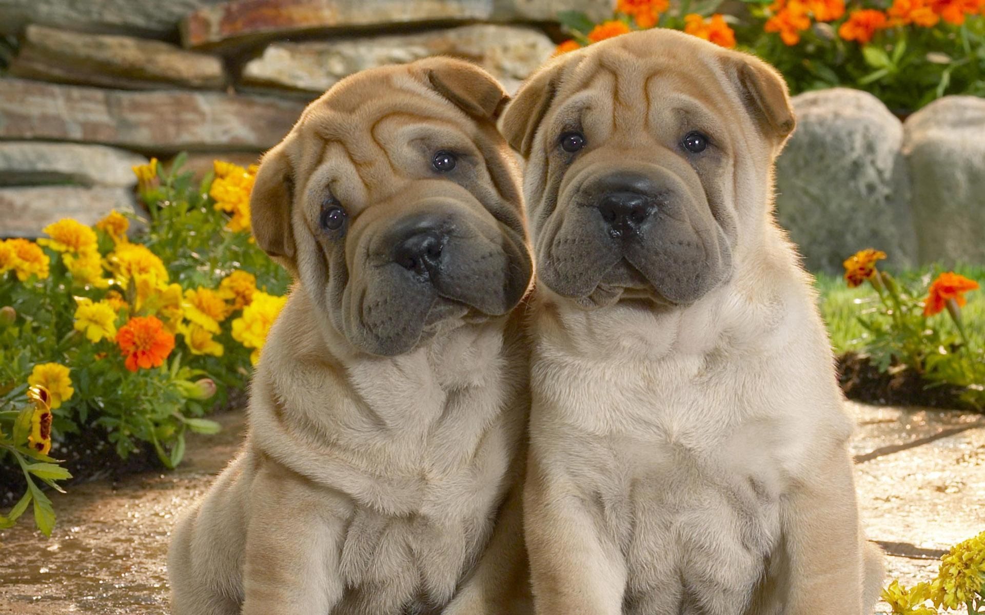 70061 Screensavers and Wallpapers Puppies for phone. Download animals, flowers, grass, couple, pair, folds, pleating, puppies, shar pei pictures for free
