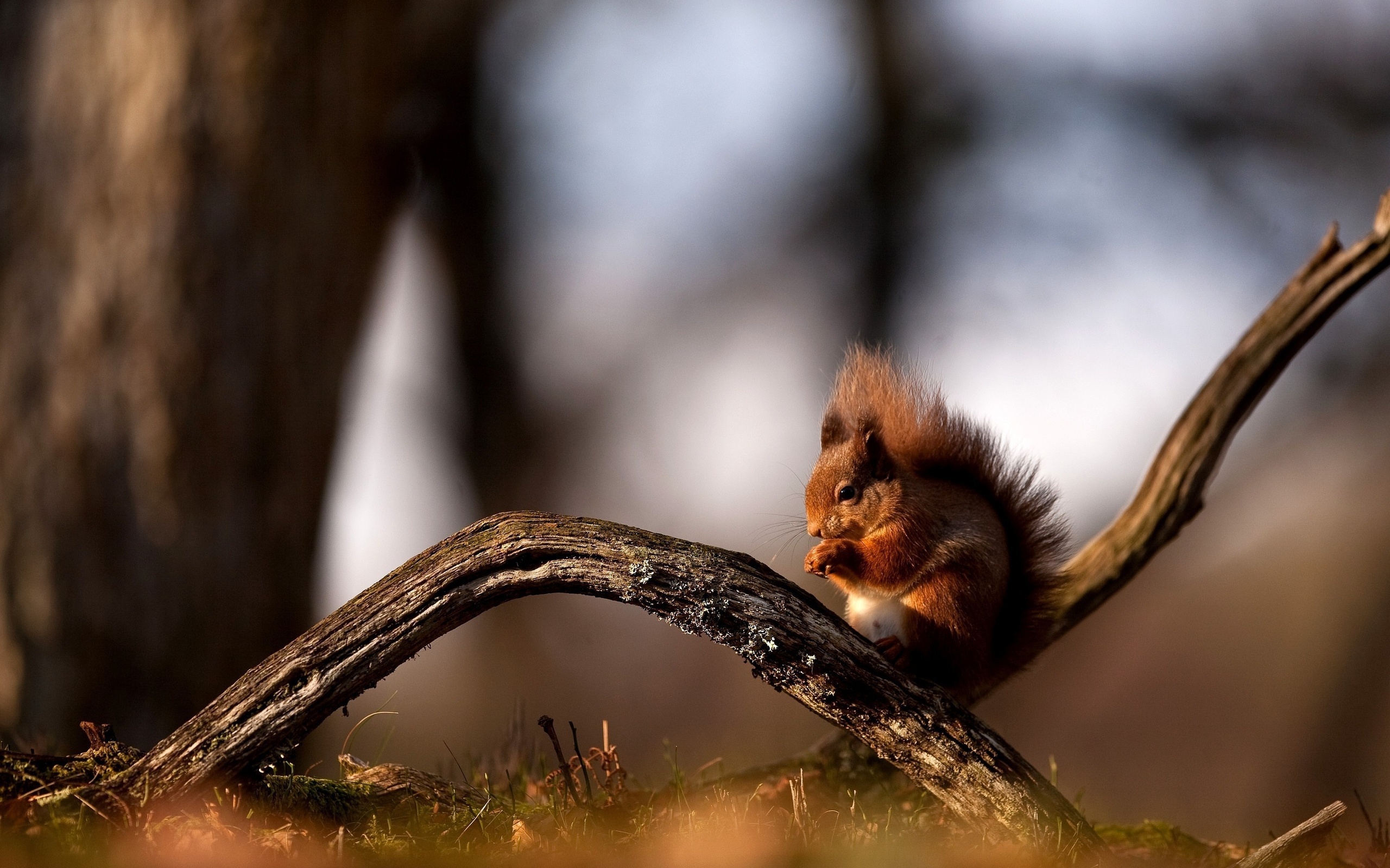 33494 Bildschirmschoner und Hintergrundbilder Eichhörnchen auf Ihrem Telefon. Laden Sie tiere Bilder kostenlos herunter