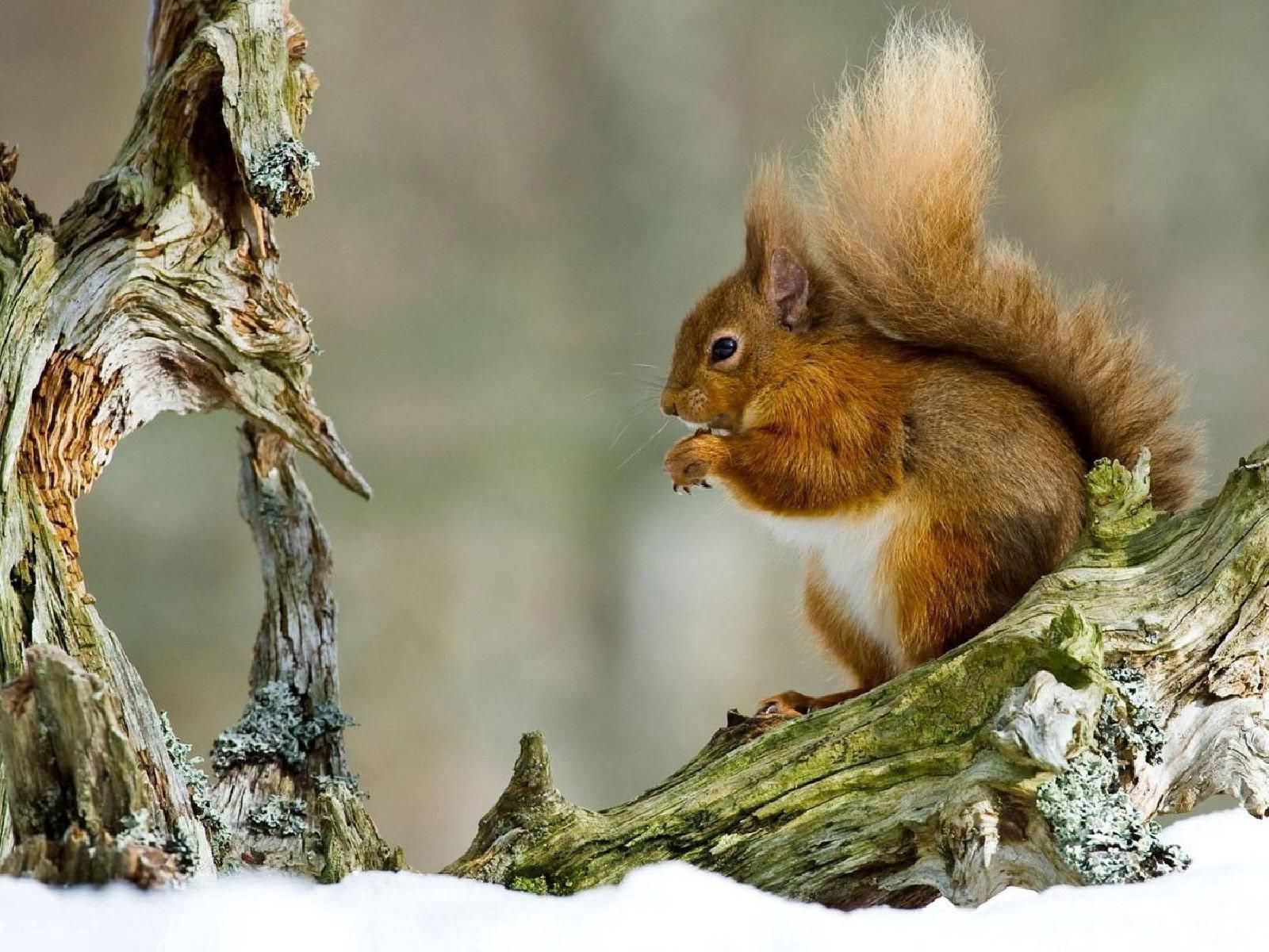 129529 Hintergrundbild herunterladen winter, eichhörnchen, tiere, schnee, ast, zweig, rothaarige, redhead - Bildschirmschoner und Bilder kostenlos