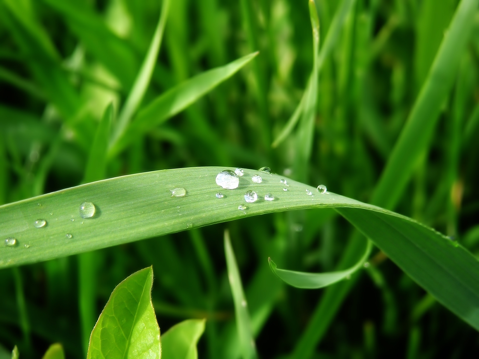 drops, plants, grass, green Full HD