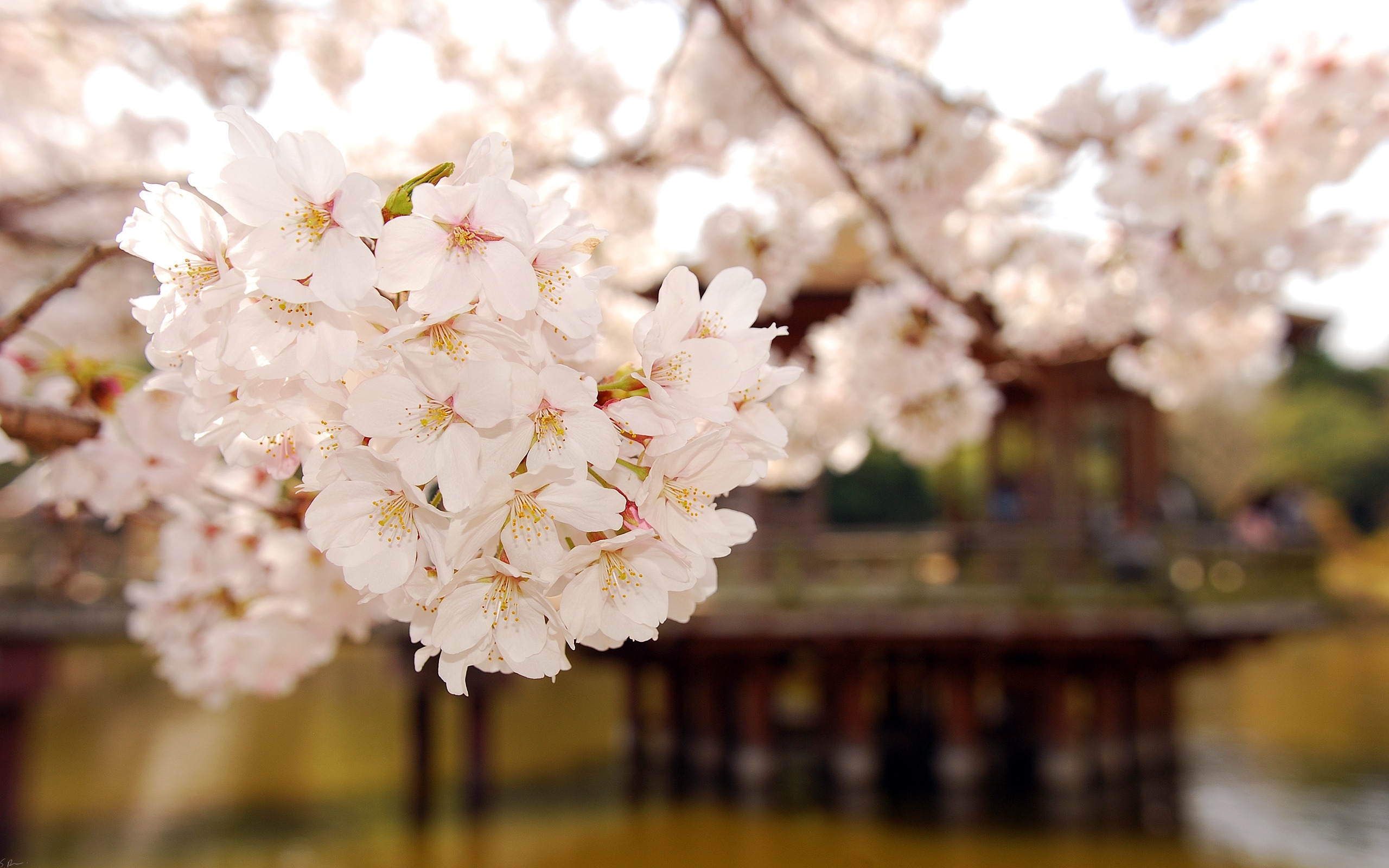 27551 Protetores de tela e papéis de parede Sakura em seu telefone. Baixe plantas, laranja, flores fotos gratuitamente