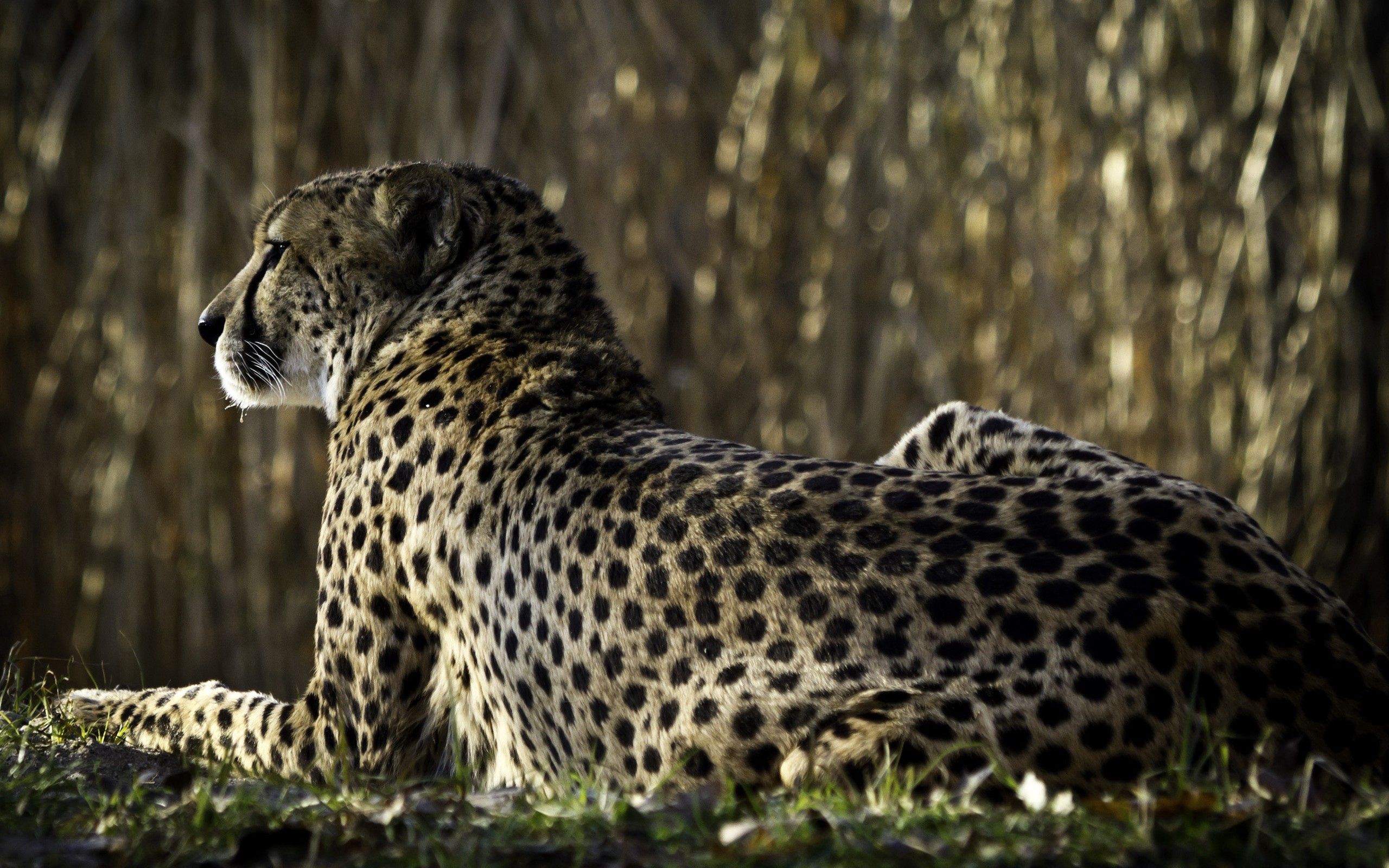 64209 Hintergrundbild herunterladen tiere, leopard, sich hinlegen, liegen, große katze, big cat, flecken, spots, zurück - Bildschirmschoner und Bilder kostenlos