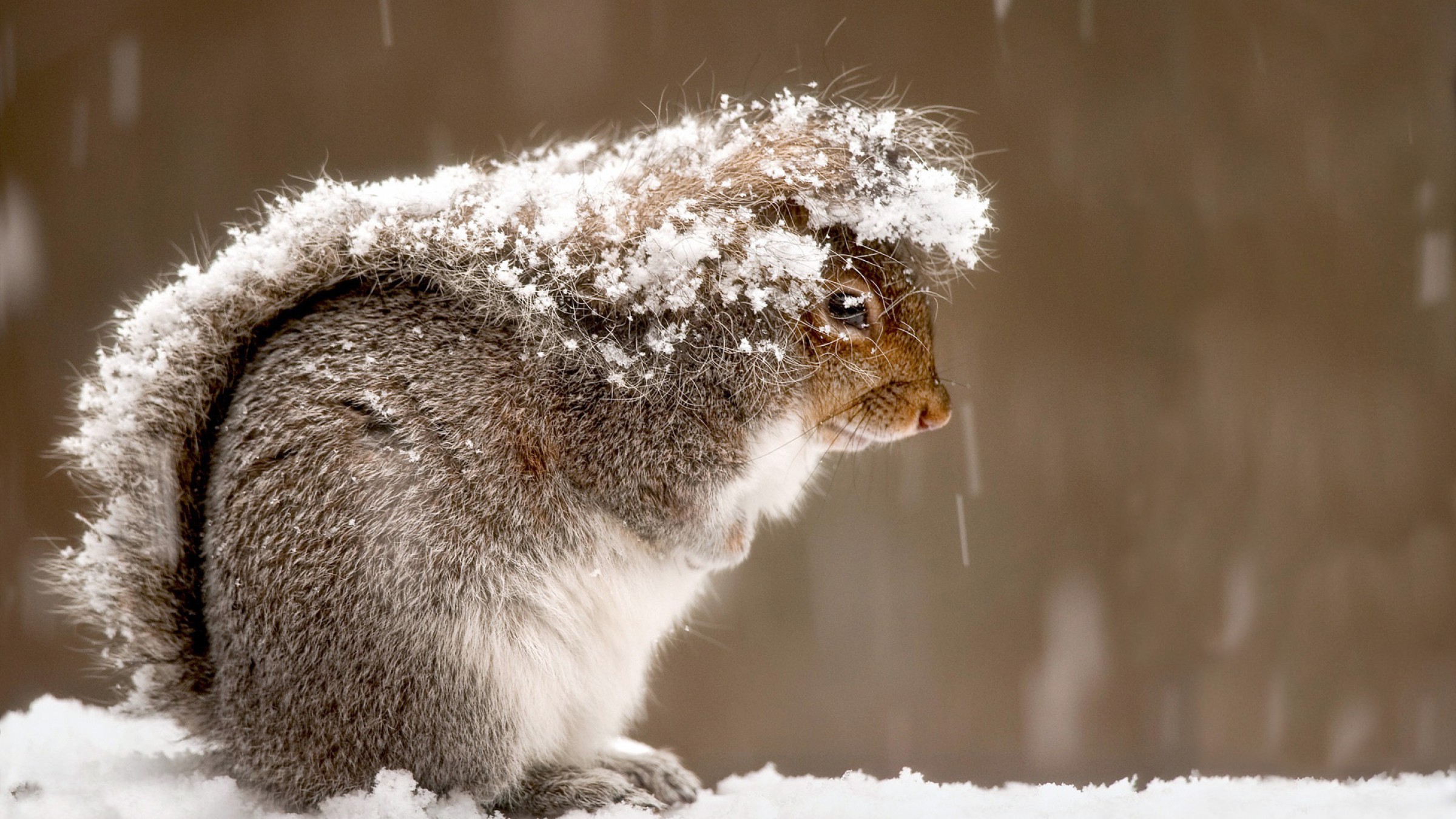 squirrel, animal, fluffy, snow HD wallpaper