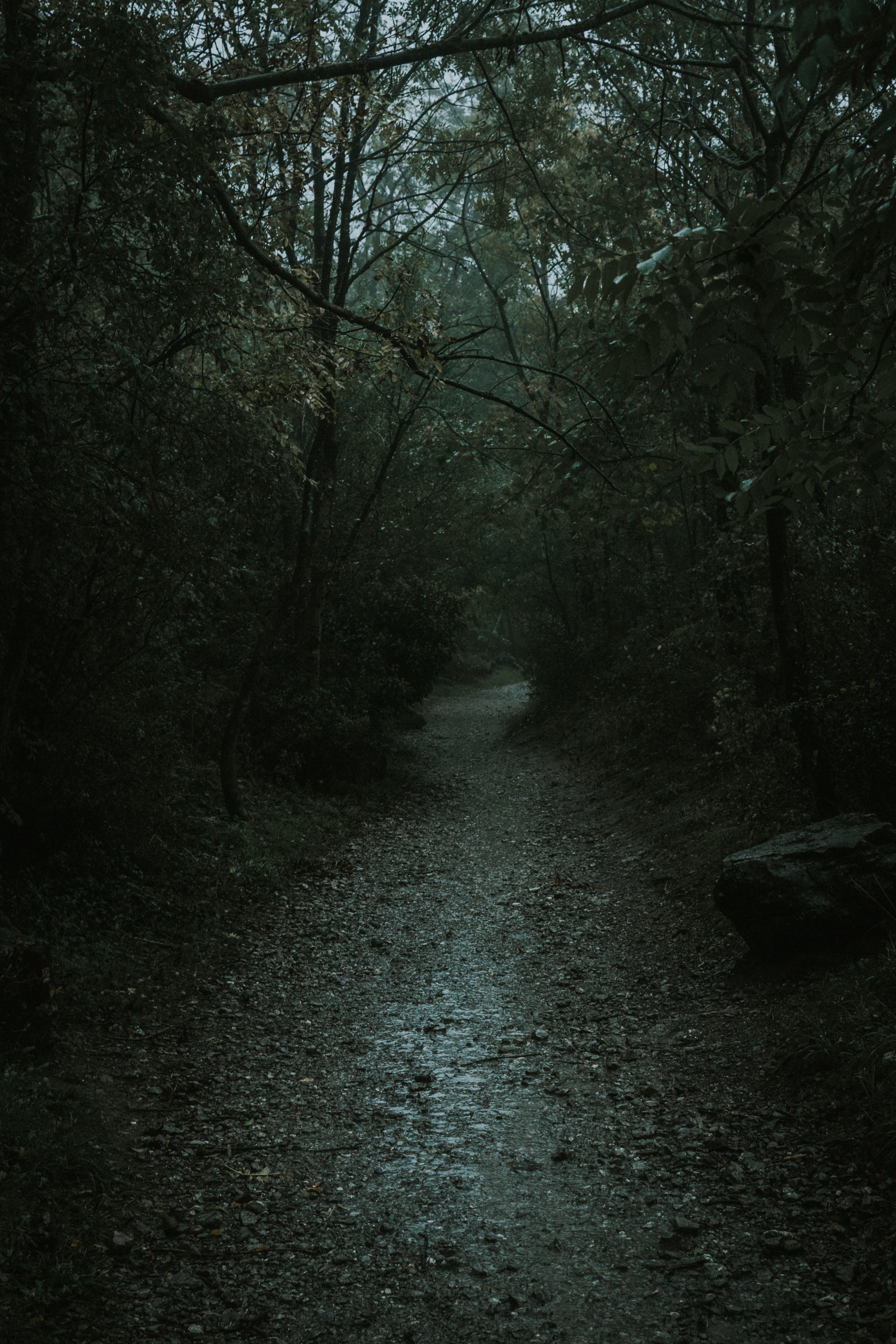 path, nature, dark, forest, gloomy Full HD
