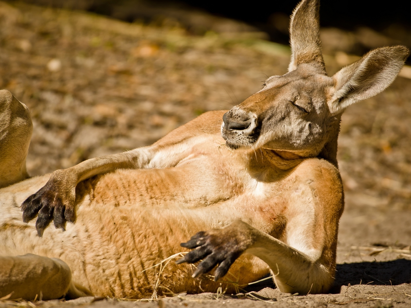 animals, kangaroo, orange phone background