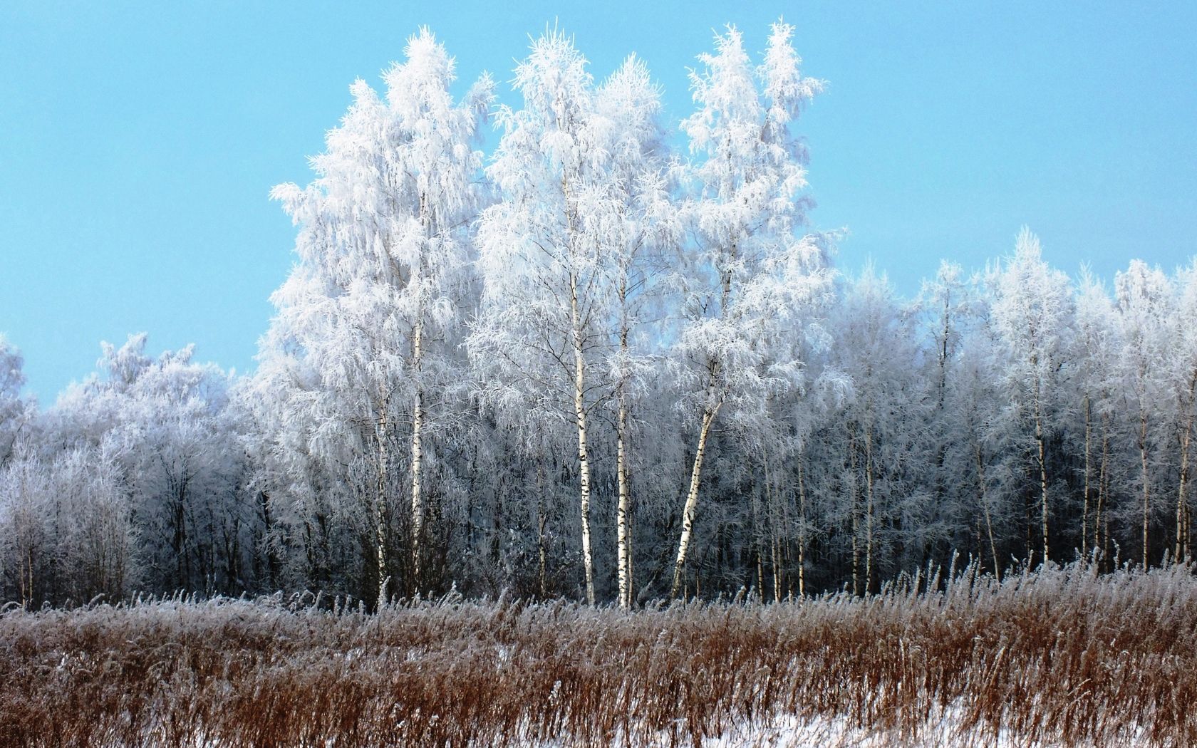 winter, nature, grass, snow, birches, freshness, frost, hoarfrost, gray hair, withered, it's a sly