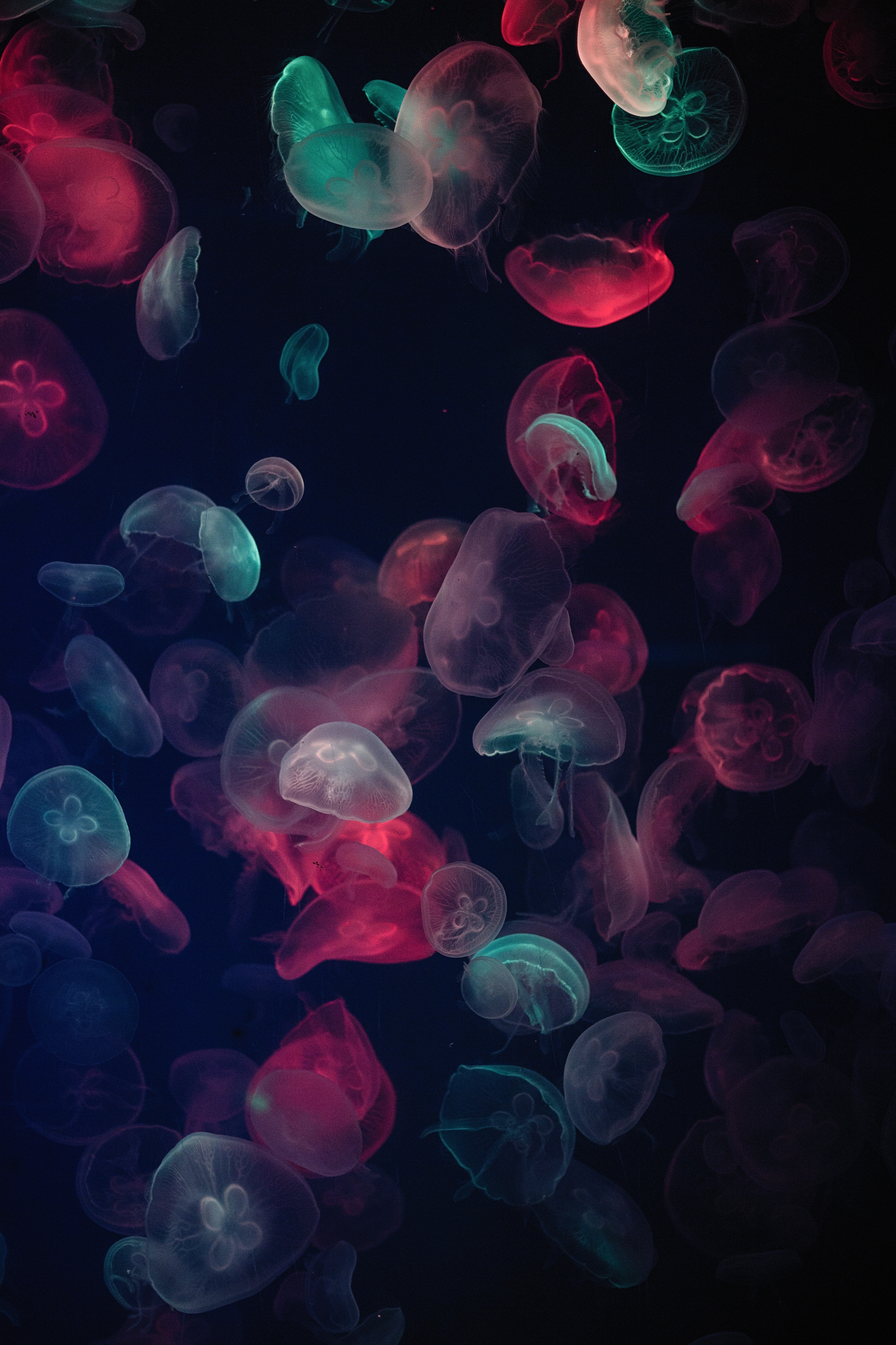 97222 Hintergrundbild herunterladen tiere, jellyfish, mehrfarbig, motley, glühen, glow, unterwasserwelt - Bildschirmschoner und Bilder kostenlos