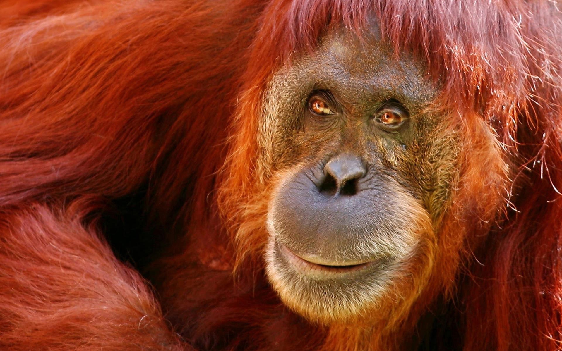 107747 Bildschirmschoner und Hintergrundbilder Ein Affe auf Ihrem Telefon. Laden Sie tiere, farbe, wolle, affe Bilder kostenlos herunter